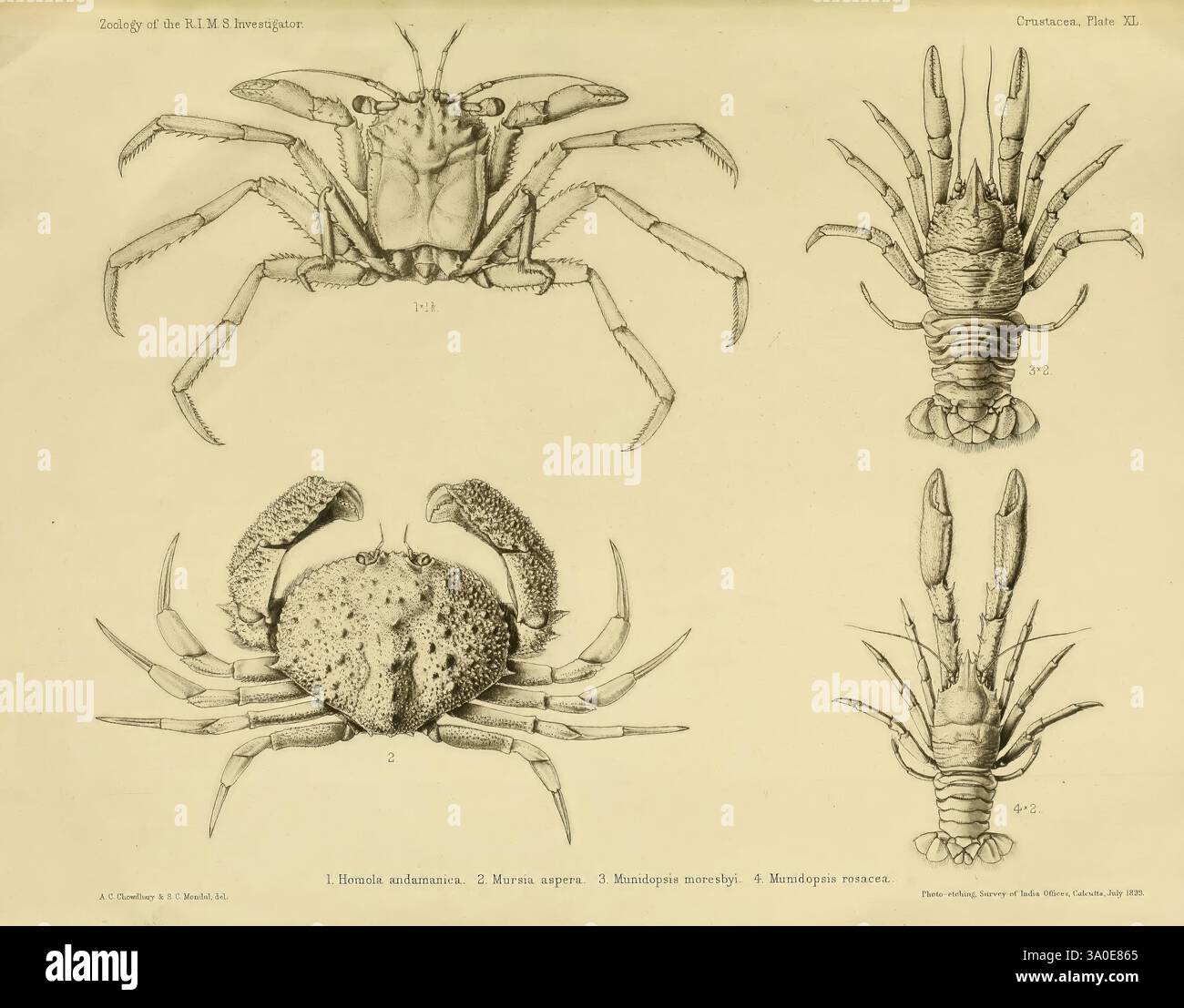 Munidopsis moresbyi hi-res stock photography and images - Alamy