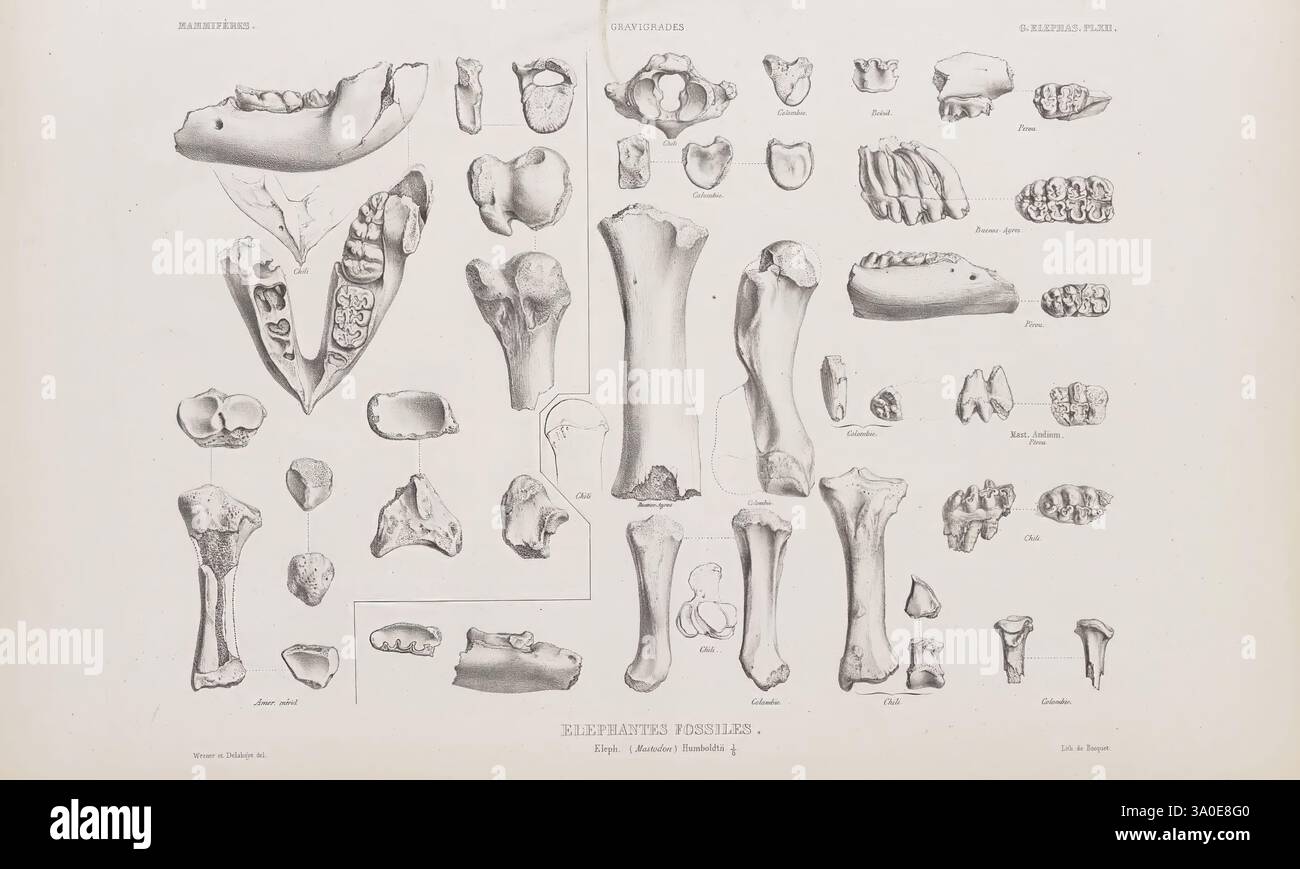 Identifying specific bones hi-res stock photography and images - Alamy