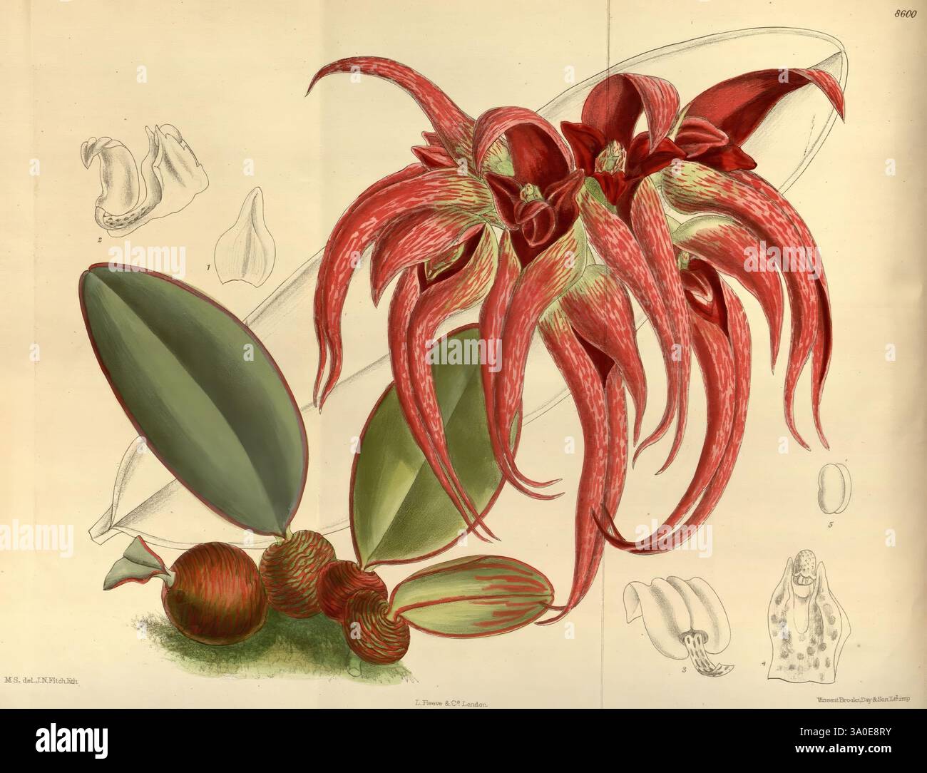 Science hsa botany matilda smith hi-res stock photography and images ...