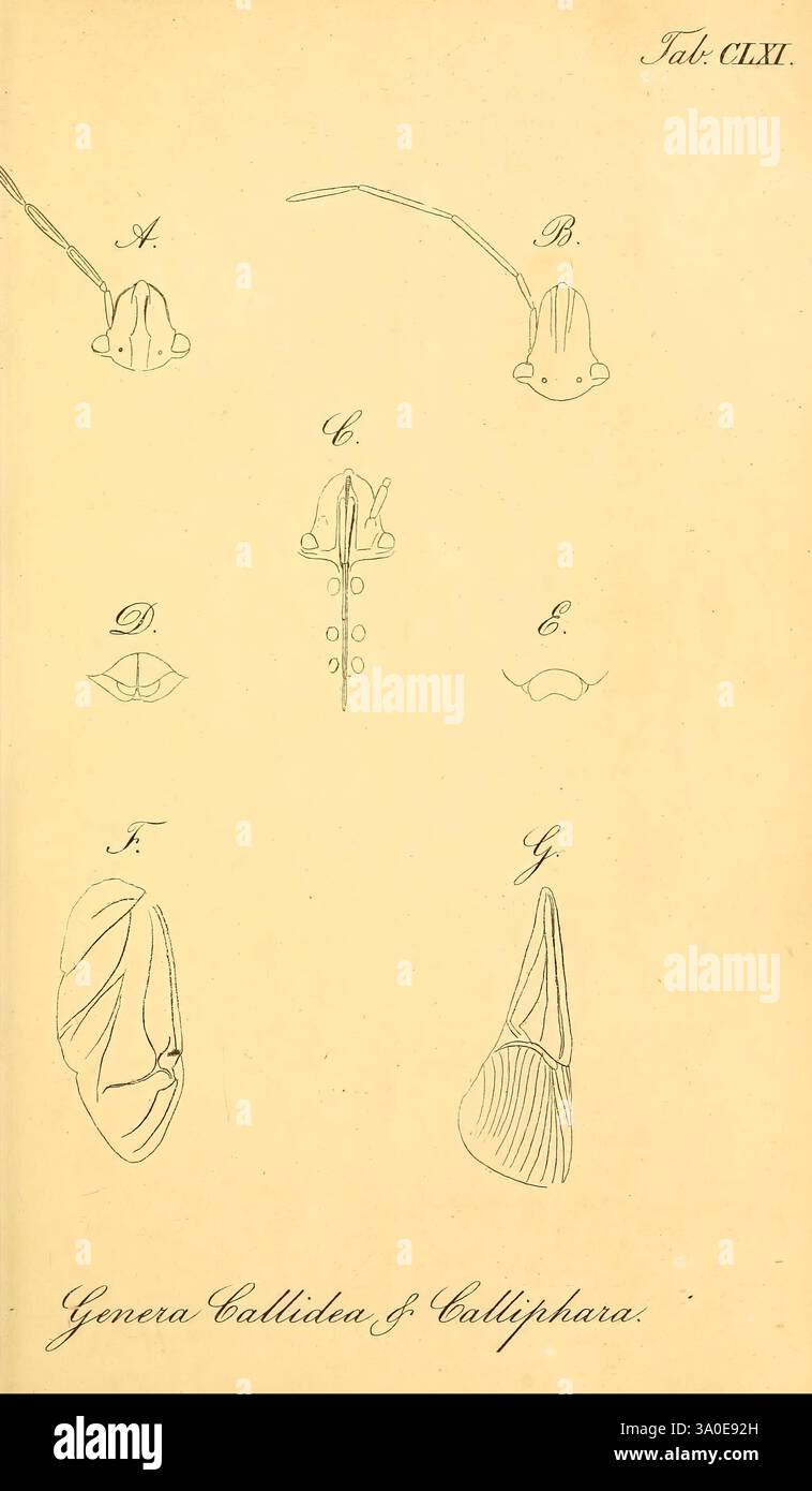 Series of detailed line drawings labeled hi-res stock photography and ...