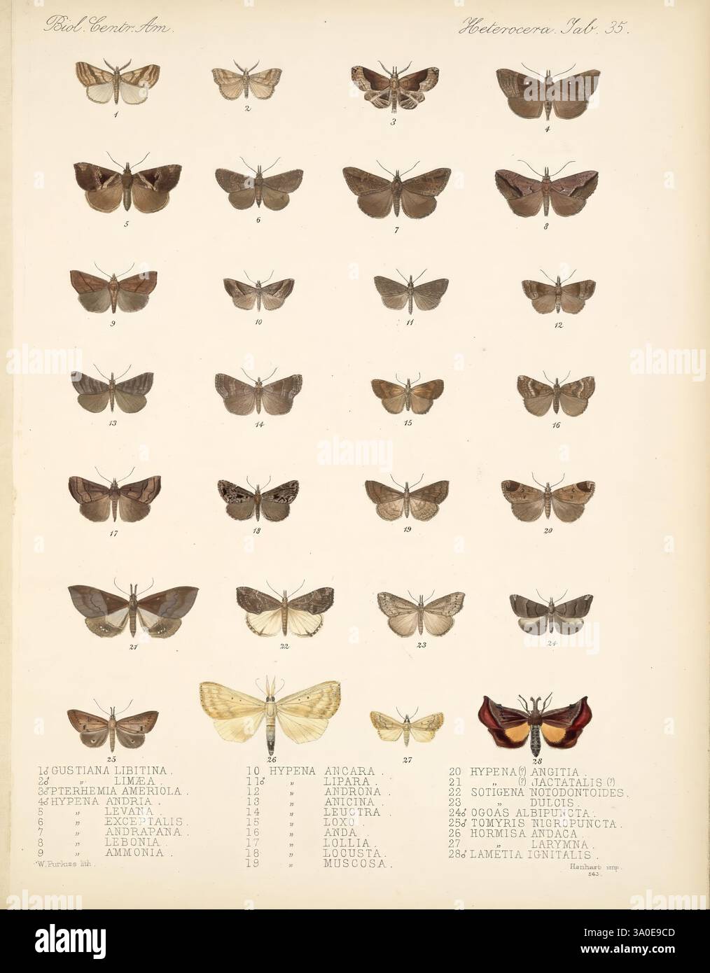 Biologia Centrali-Americana London, 1879-1915, archaeology, botany ...