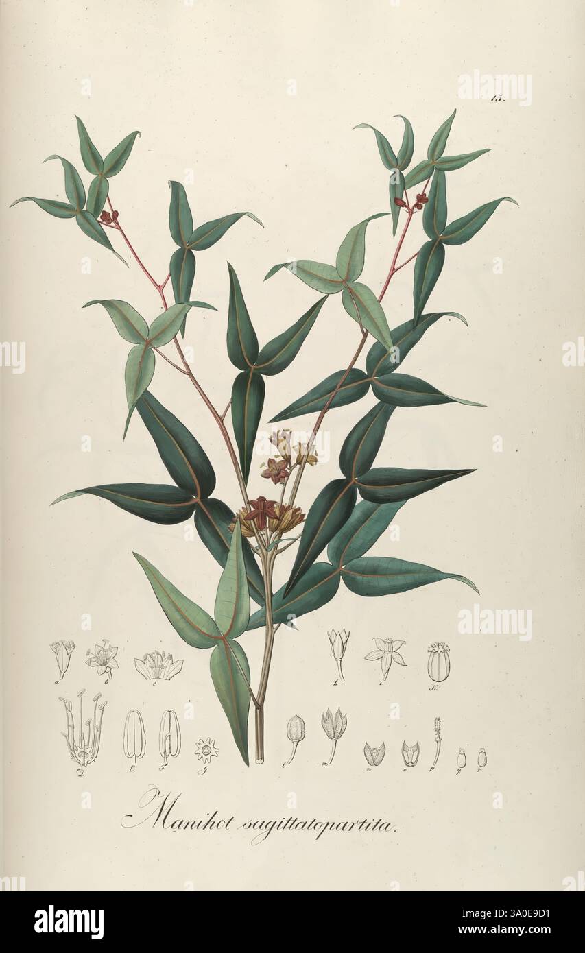 Plantarum Brasiliae icones et descriptiones hactenus ineditae ...