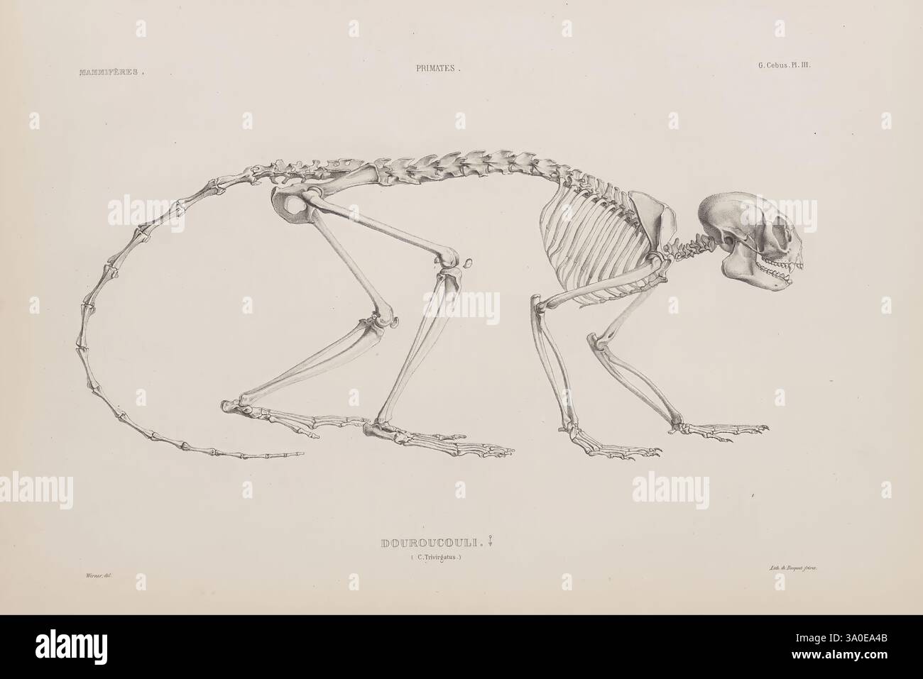 Well defined rib cage hi-res stock photography and images - Alamy