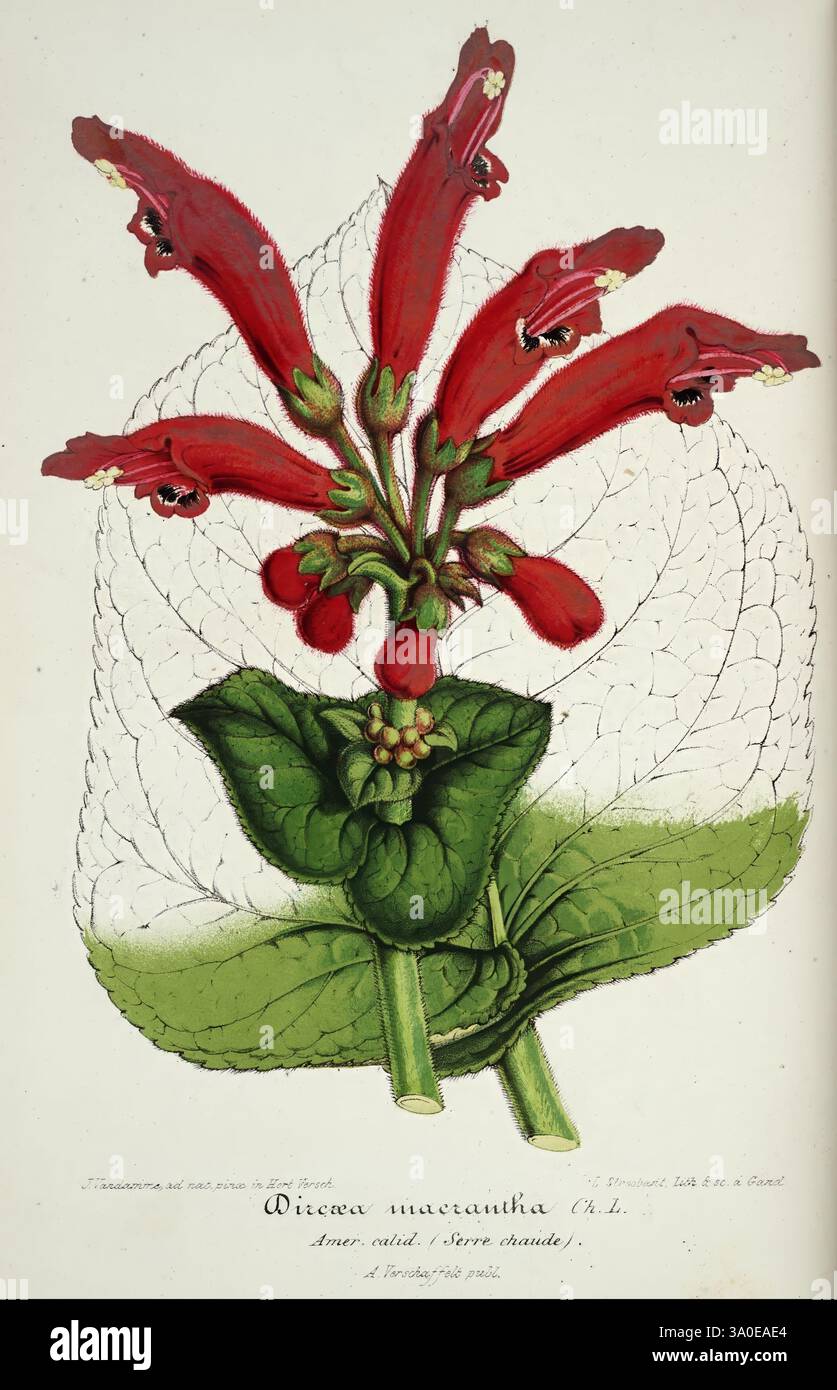 L'Illustration horticole, Gand, Belgium, Imprimerie et lithographie de F. et E. Gyselnyck, 1854-1896, floriculture, gardening, greenhouses, horticulture, periodicals, This illustration showcases the striking flowers of the species Olicor macrantha, characterized by vibrant red petals that form a unique cluster. Each blossom features intricate details, including dark marks near the base, which enhance its visual allure. Below the flowers, broad, lush green leaves provide a contrasting backdrop, accentuating the vivid colors of the blooms. Delicate veining in the leaves adds to the overall botan Stock Photo