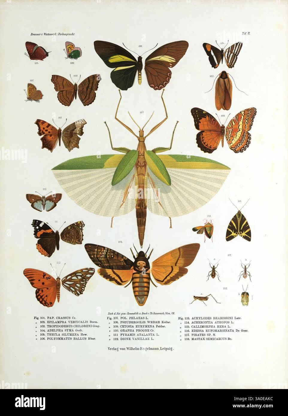 Comprehensive study of lepidoptera diversity hi-res stock photography ...