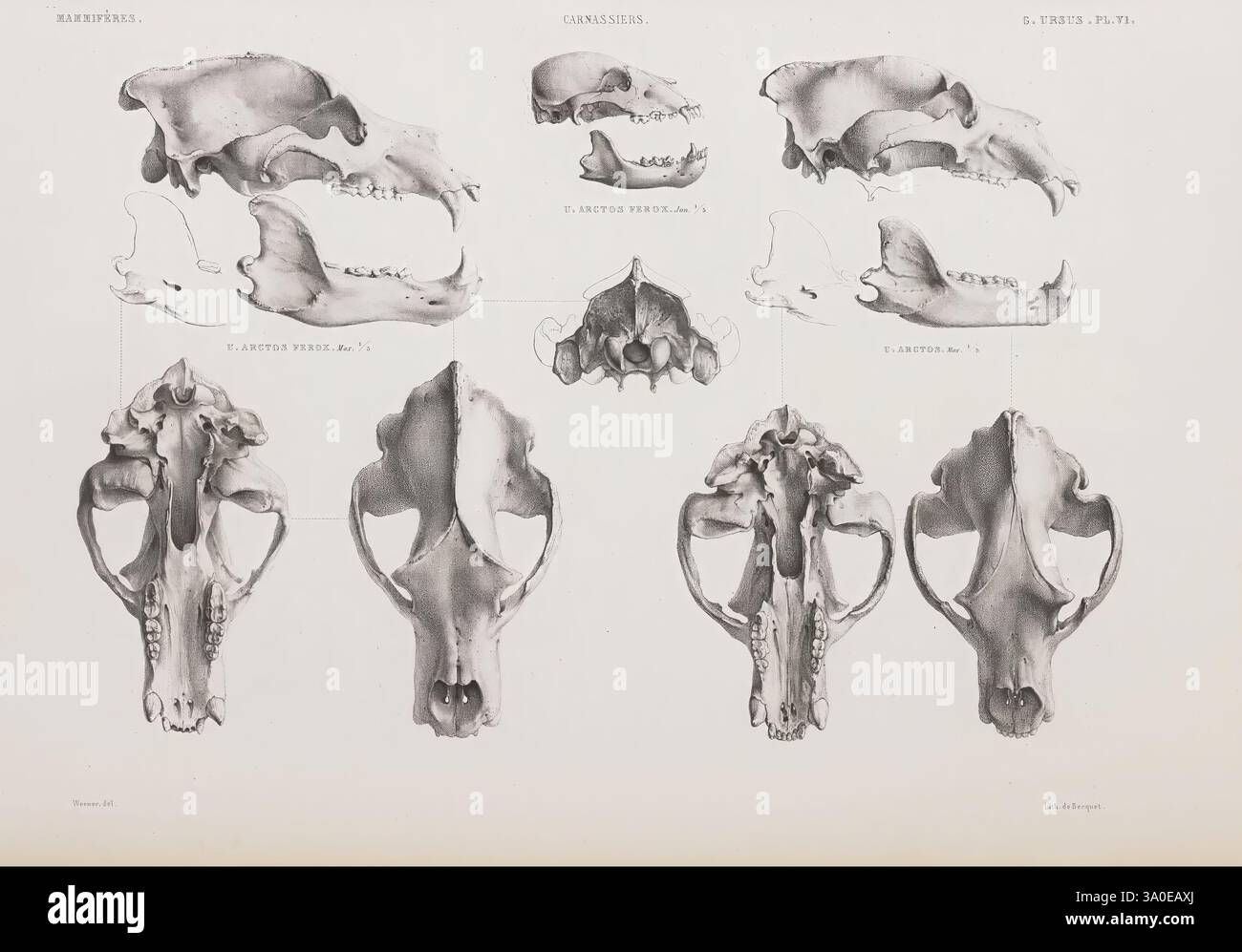Detailed depictions of skull structures hi-res stock photography and ...