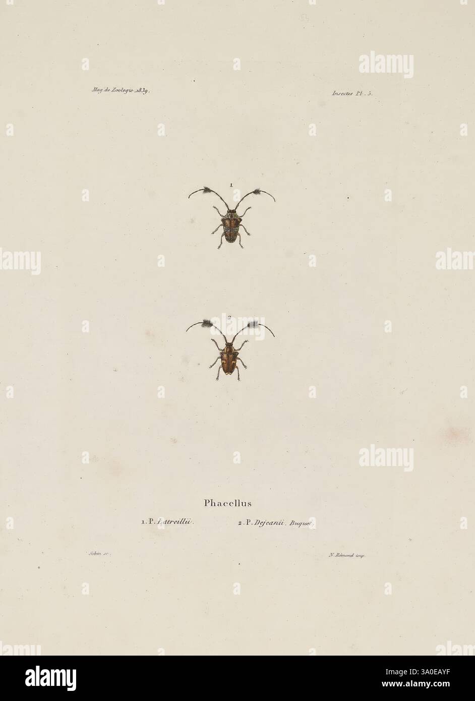 Cell Shaded Insect Illustration features two intricately detailed insects hi-res stock ...