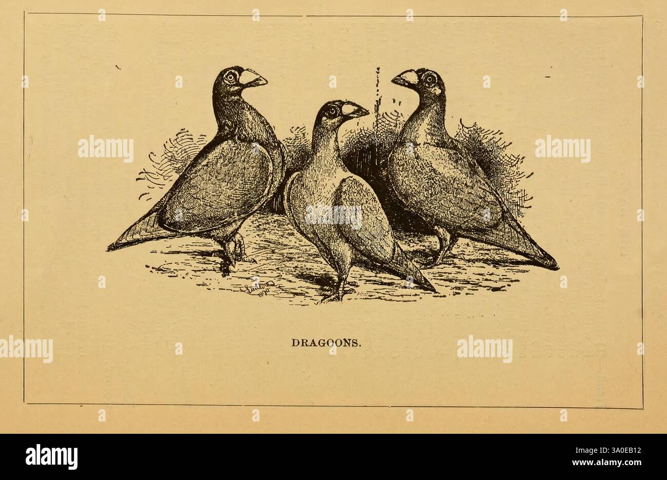 Plump necks hi-res stock photography and images - Alamy