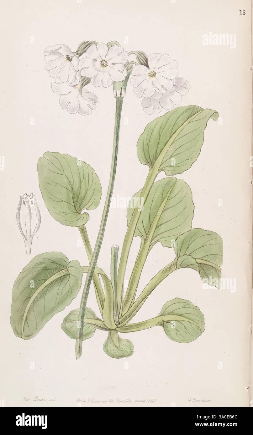 Edwards's botanical register London James Ridgway 1829-1847 1829 19th ...