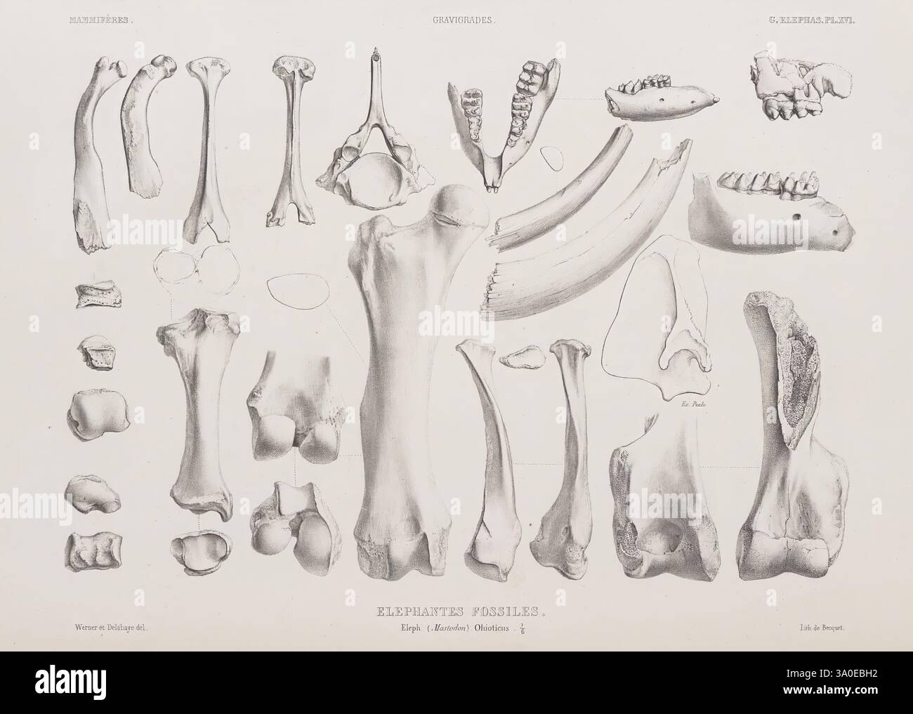Ostéographie ou Description iconographique comparée du squelette et du ...