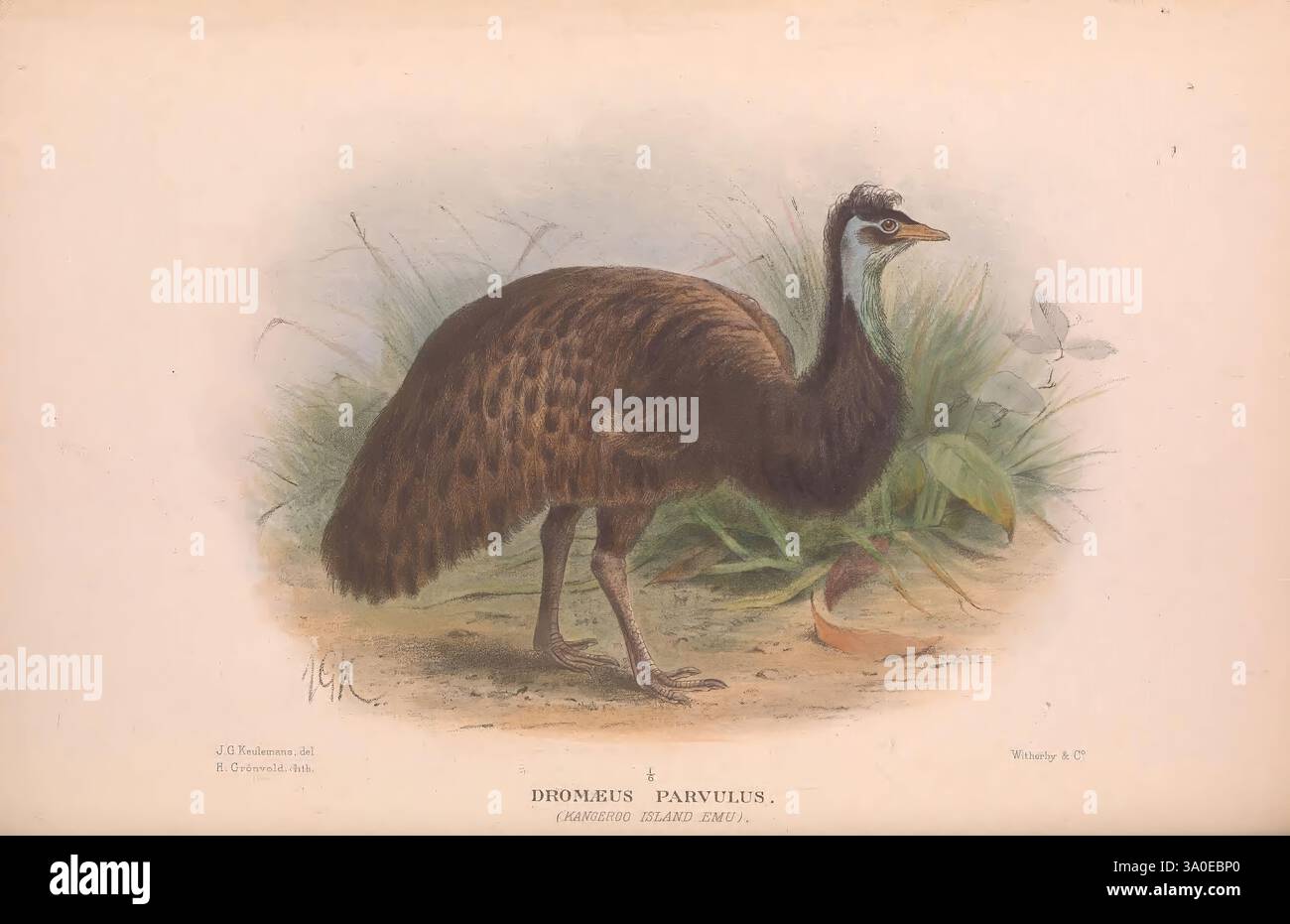 The Birds of Australia London, Witherby & Co, 1910-1927, Australia ...