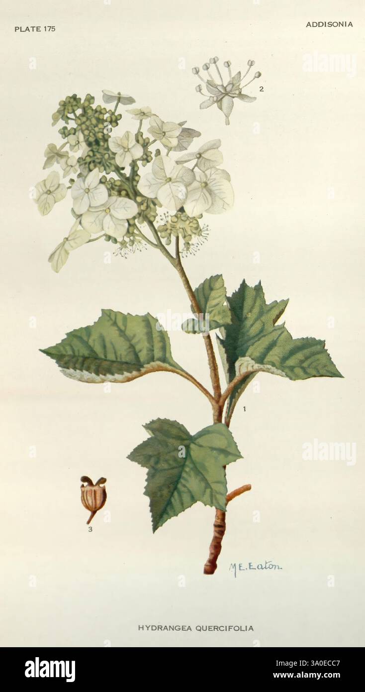 Addisonia, New York, New York Botanical Garden, 1916-1964, periodicals ...