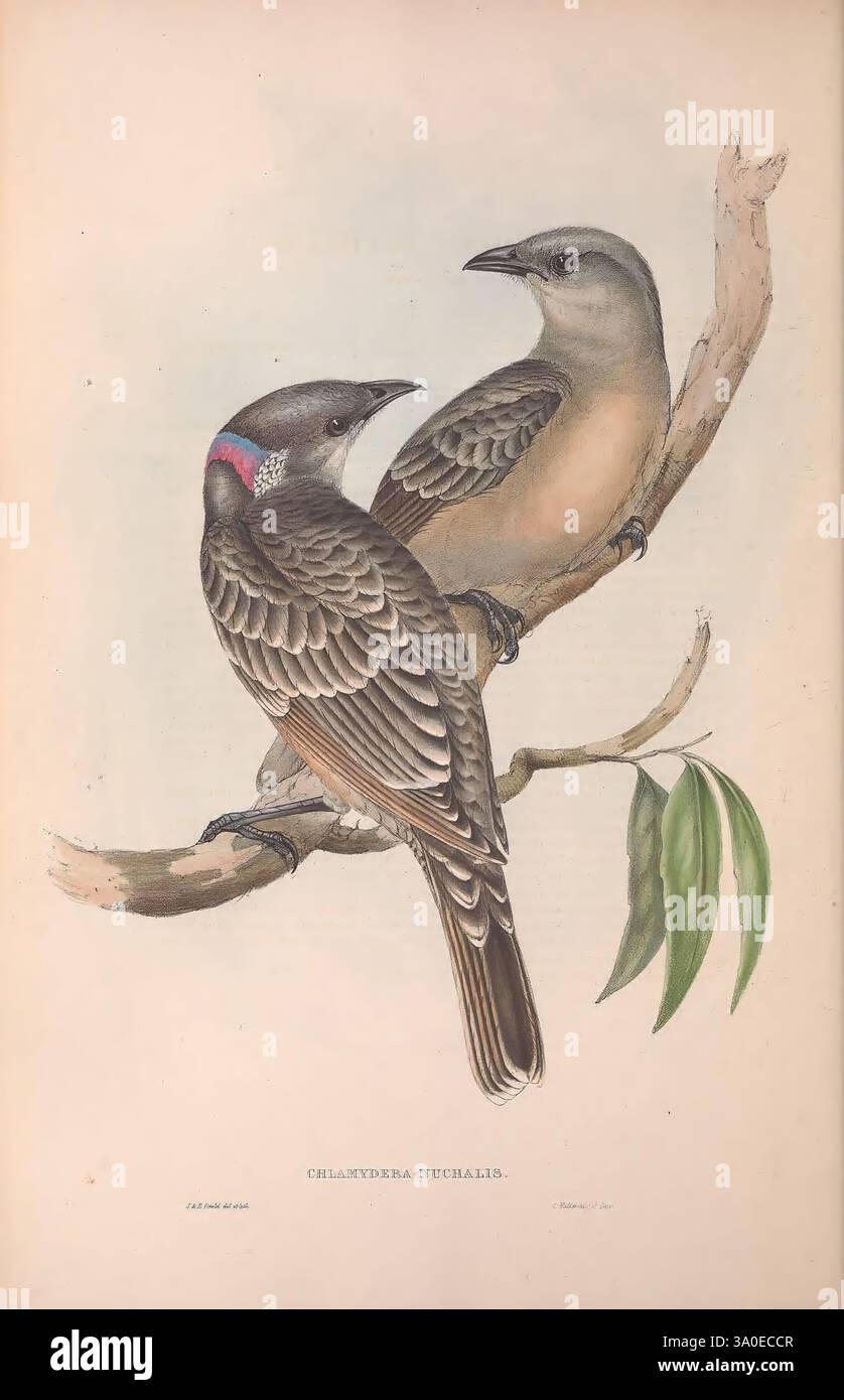 Second Bird Also Displays Hi res Stock Photography And Images Alamy