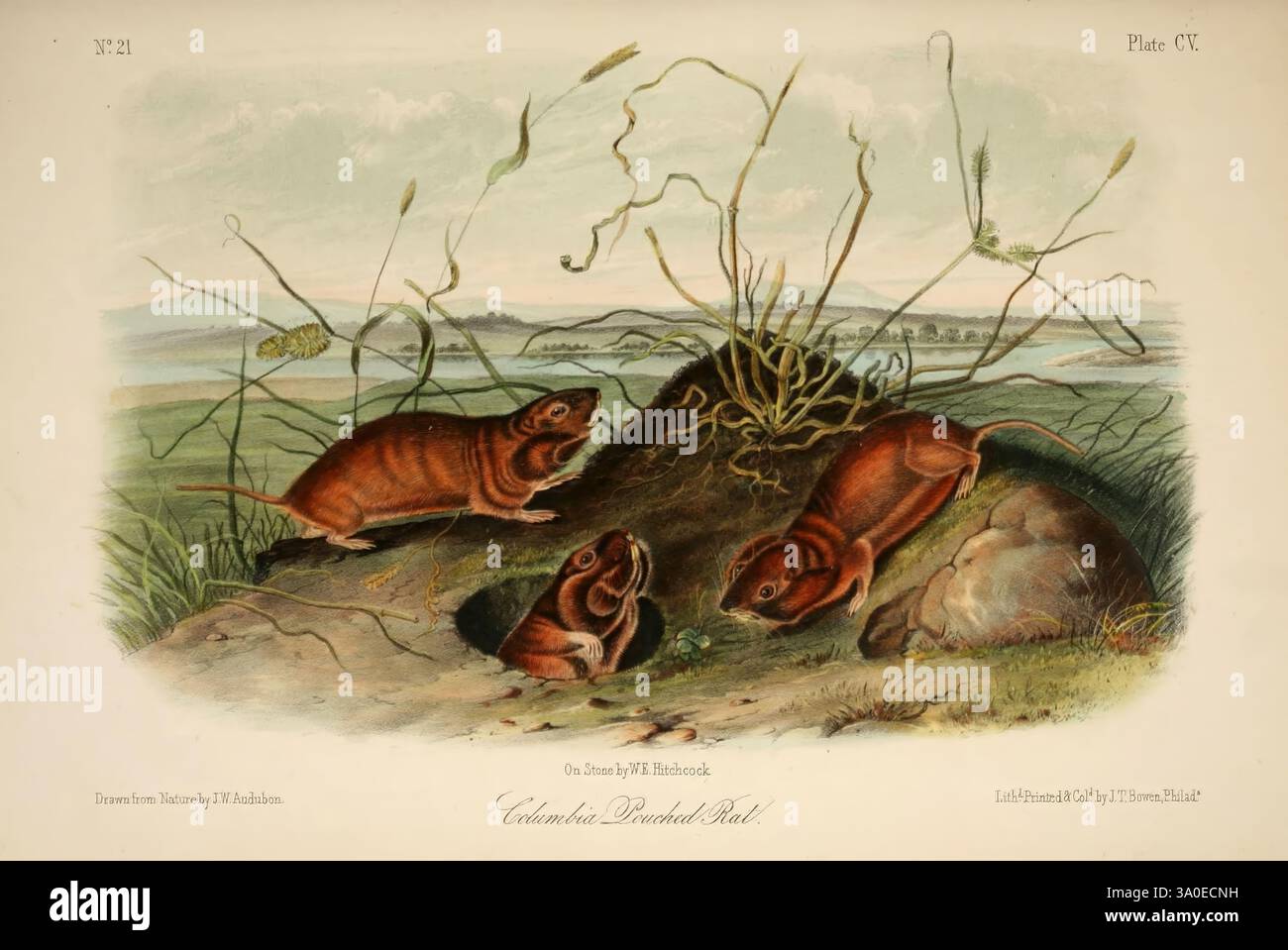 John Woodhouse Audubon、「WOOD RAT」 John James Audubon (1785-1851