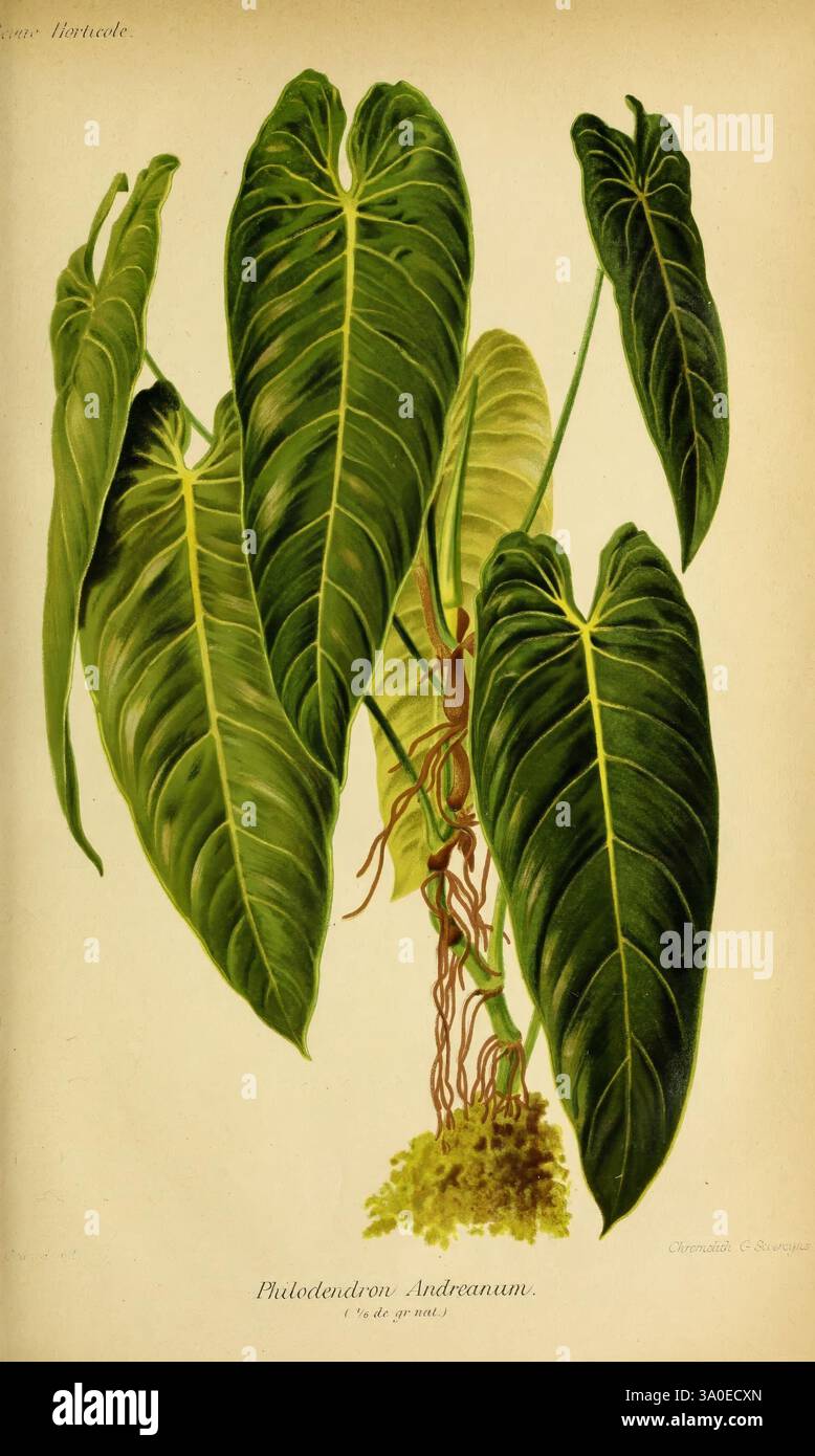 Philodendron andreanum hi-res stock photography and images - Alamy