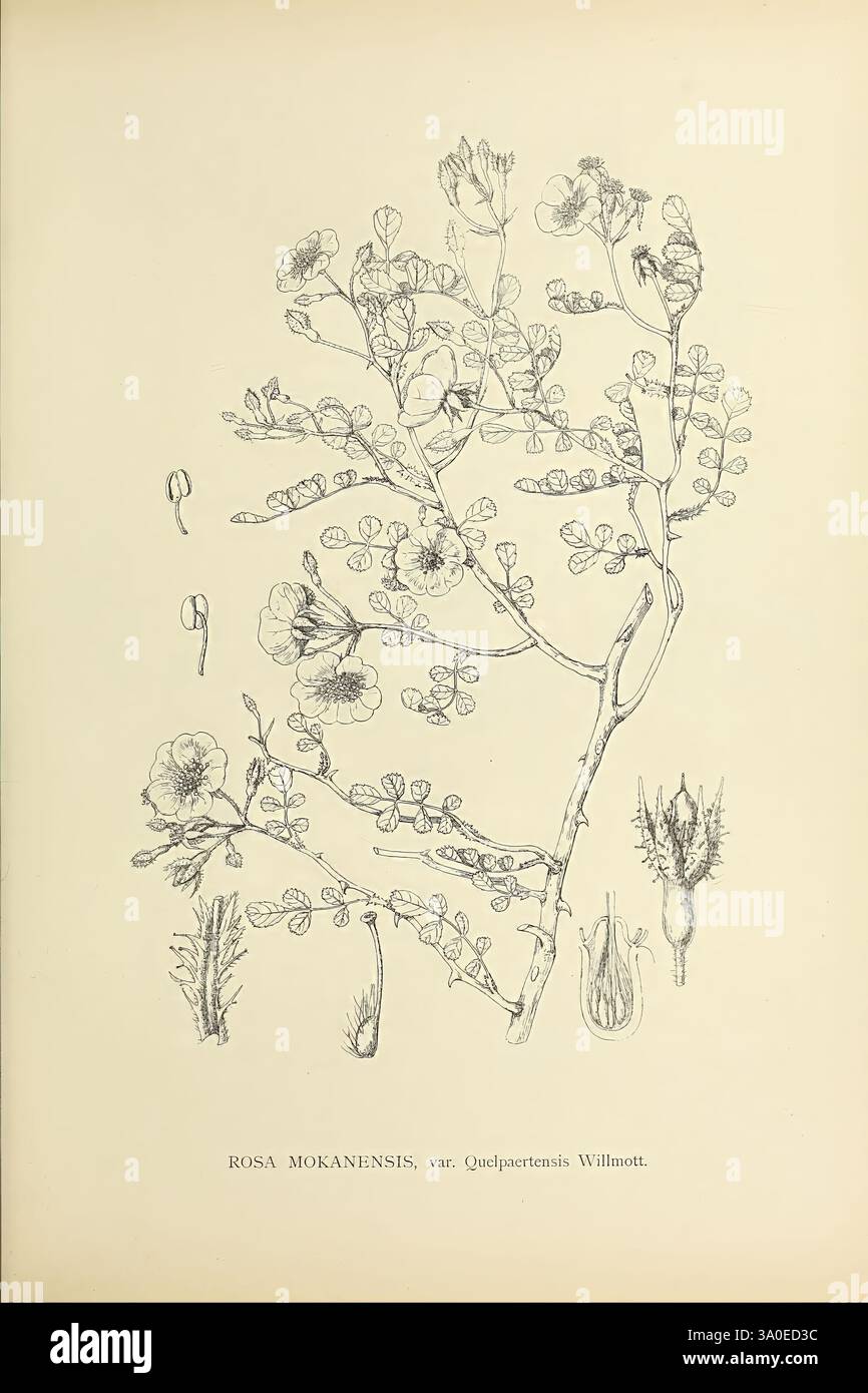 Rose Classification The genus Rosa, 1914. roses, This illustration features the plant Rosa ...