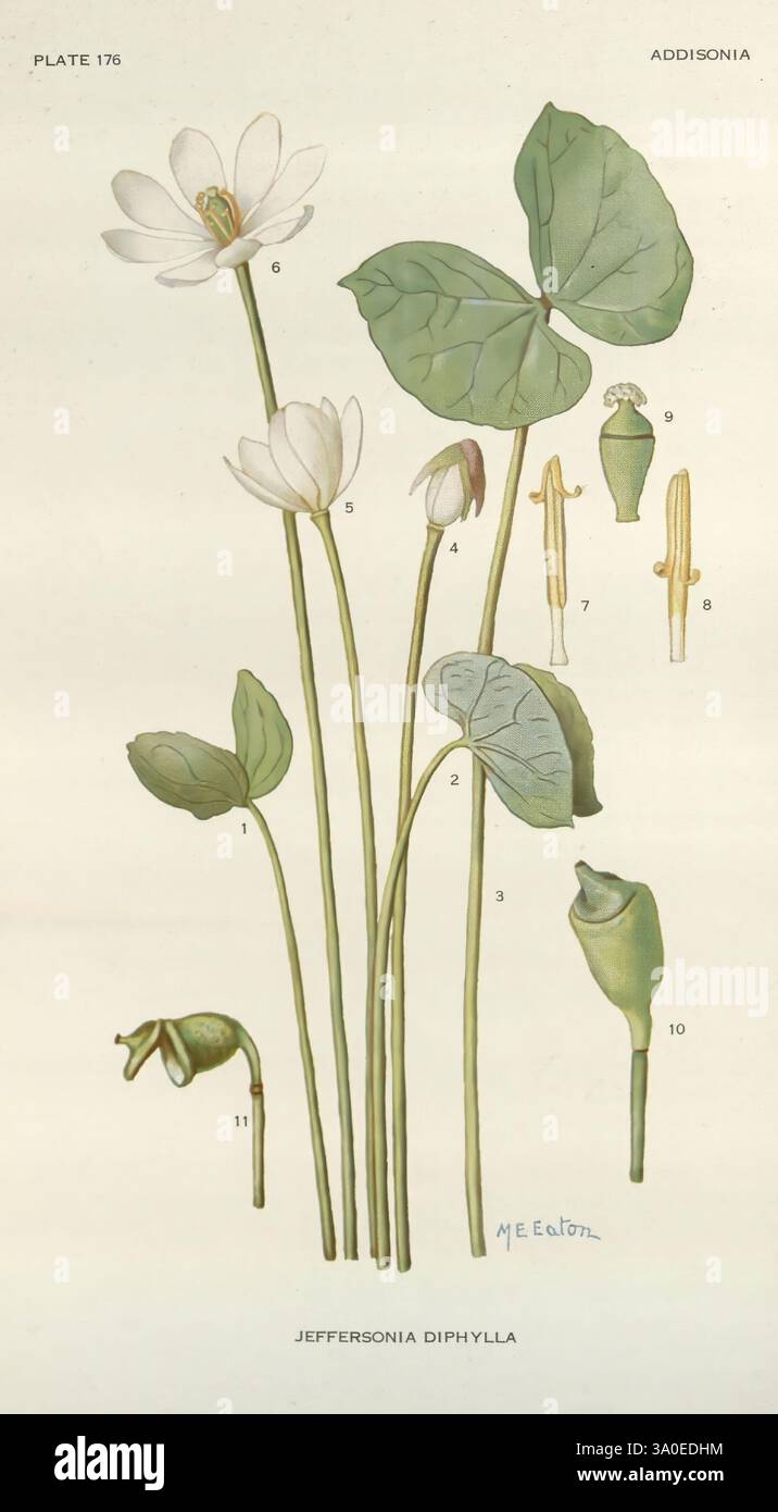 Addisonia, New York, New York Botanical Garden, 1916-1964, periodicals ...