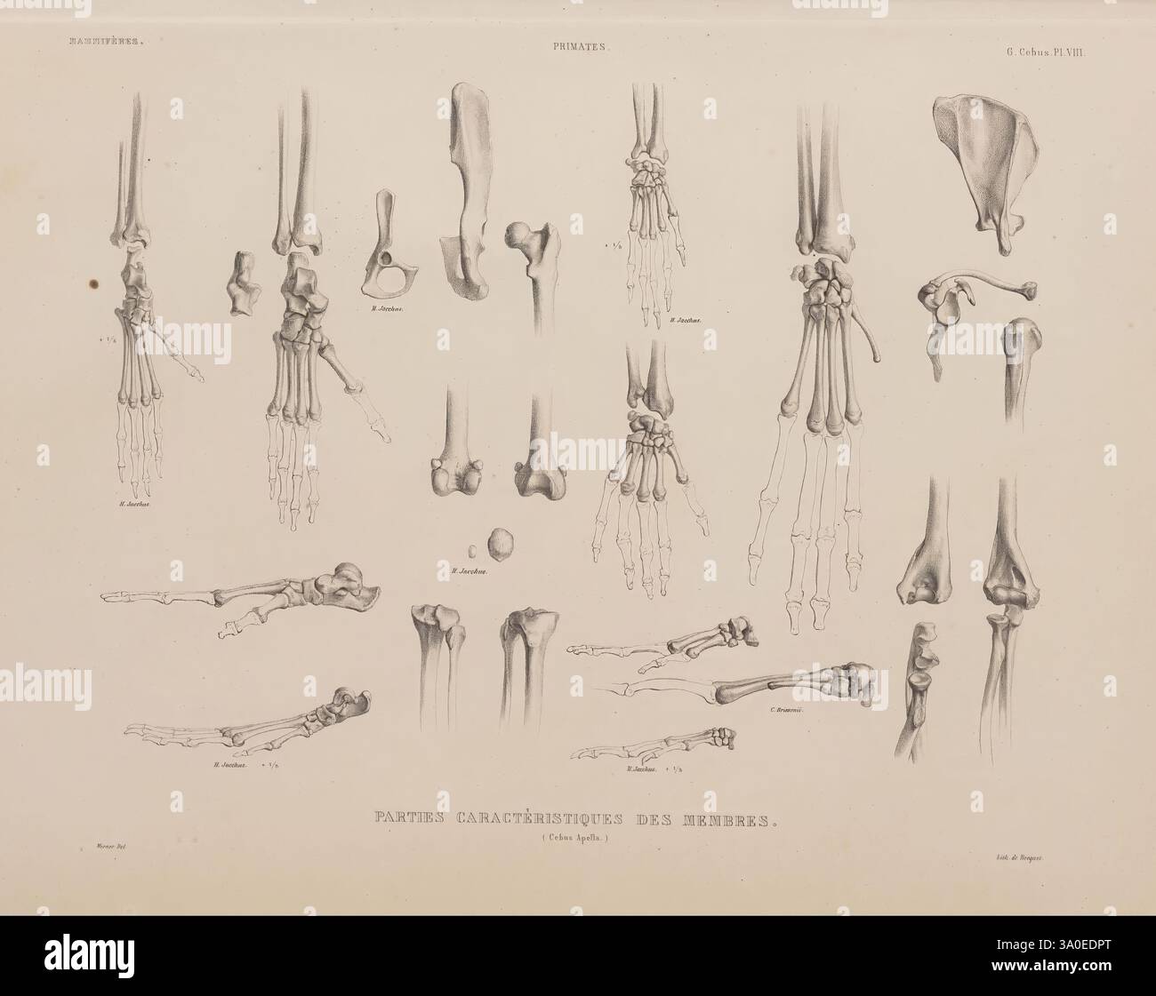 Ostéographie ou Description iconographique comparée du squelette et du ...