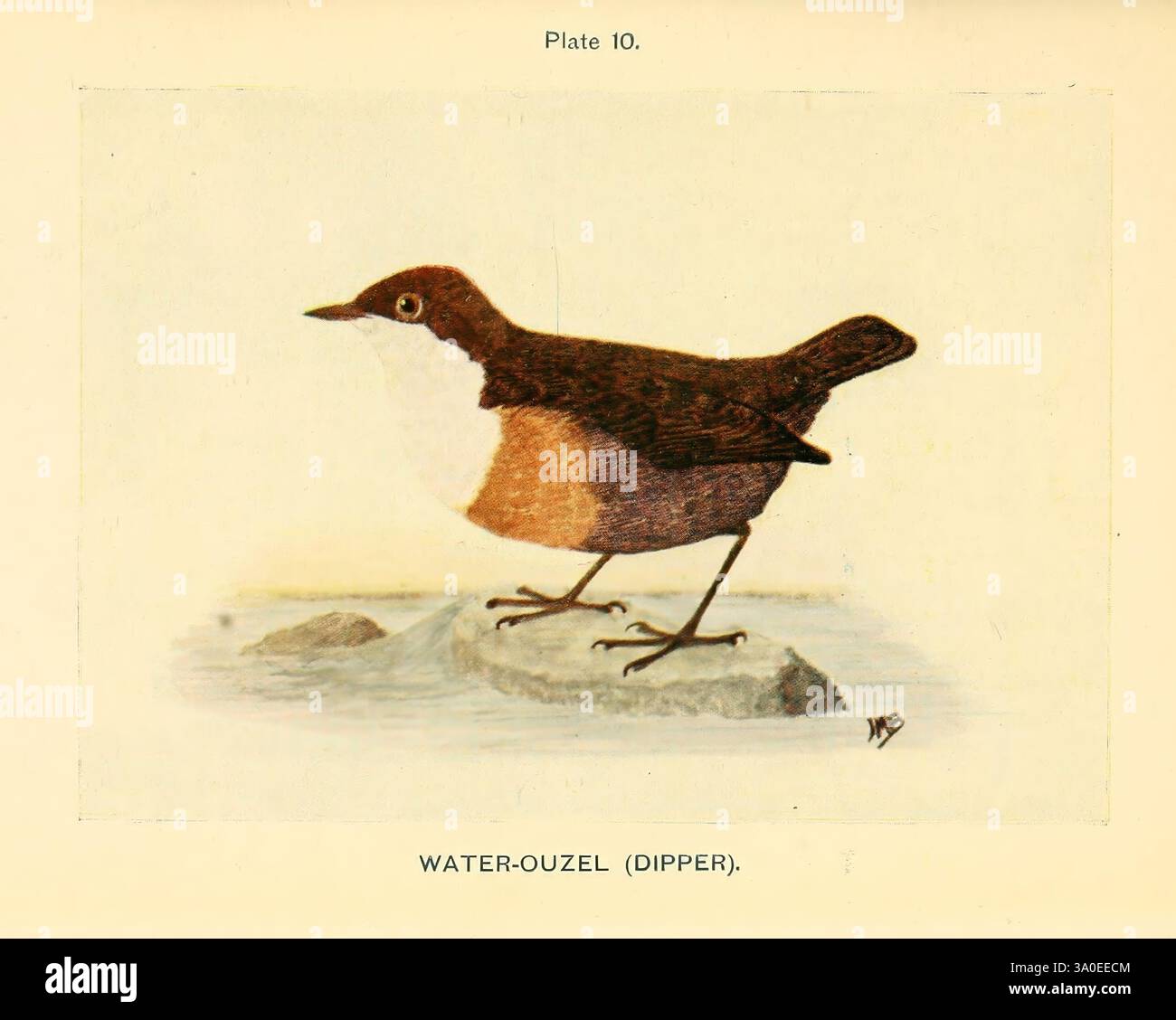 Dipper Unique Dippers unique characteristics hi-res stock photography and images - Alamy