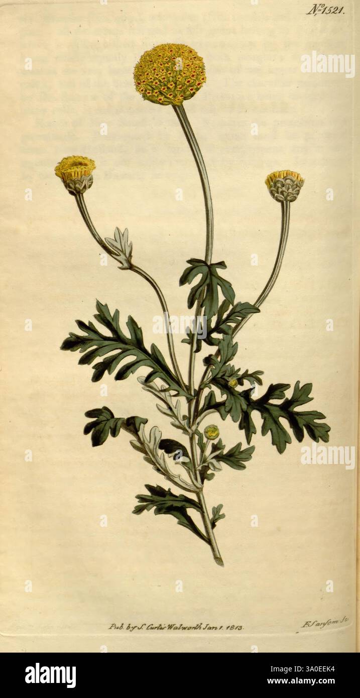 Reflective of early 19th century botanical studies hi-res stock ...