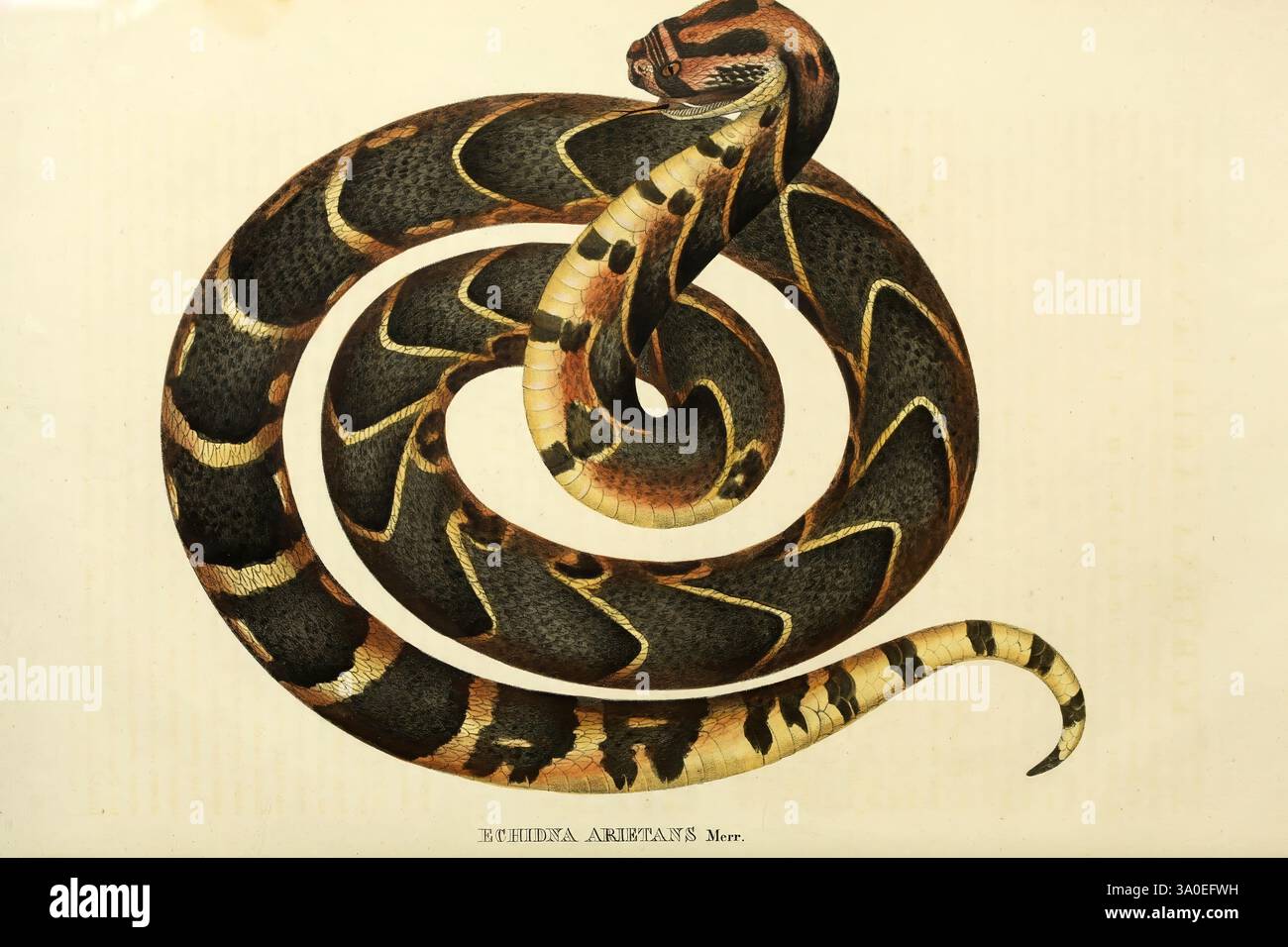 Snakes sinuous body forms elegant loops hi-res stock photography and ...