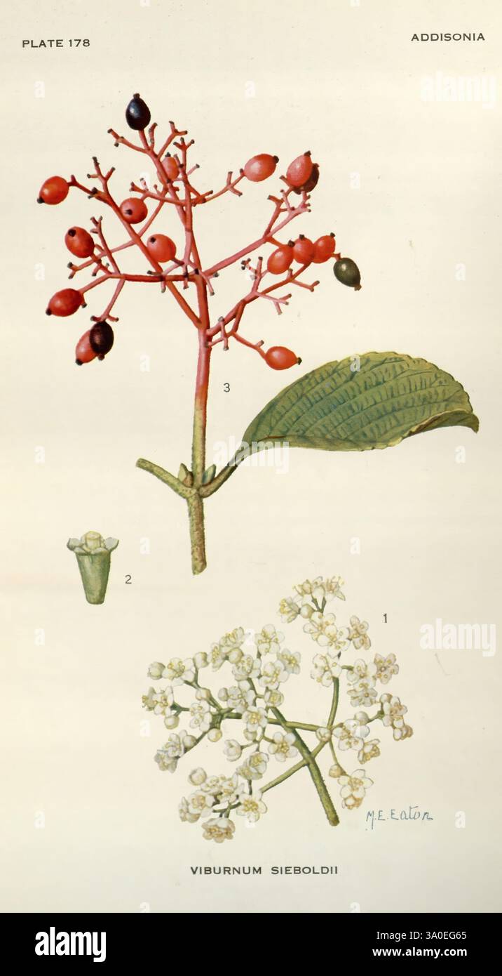 Addisonia, New York, New York Botanical Garden, 1916-1964, periodicals ...