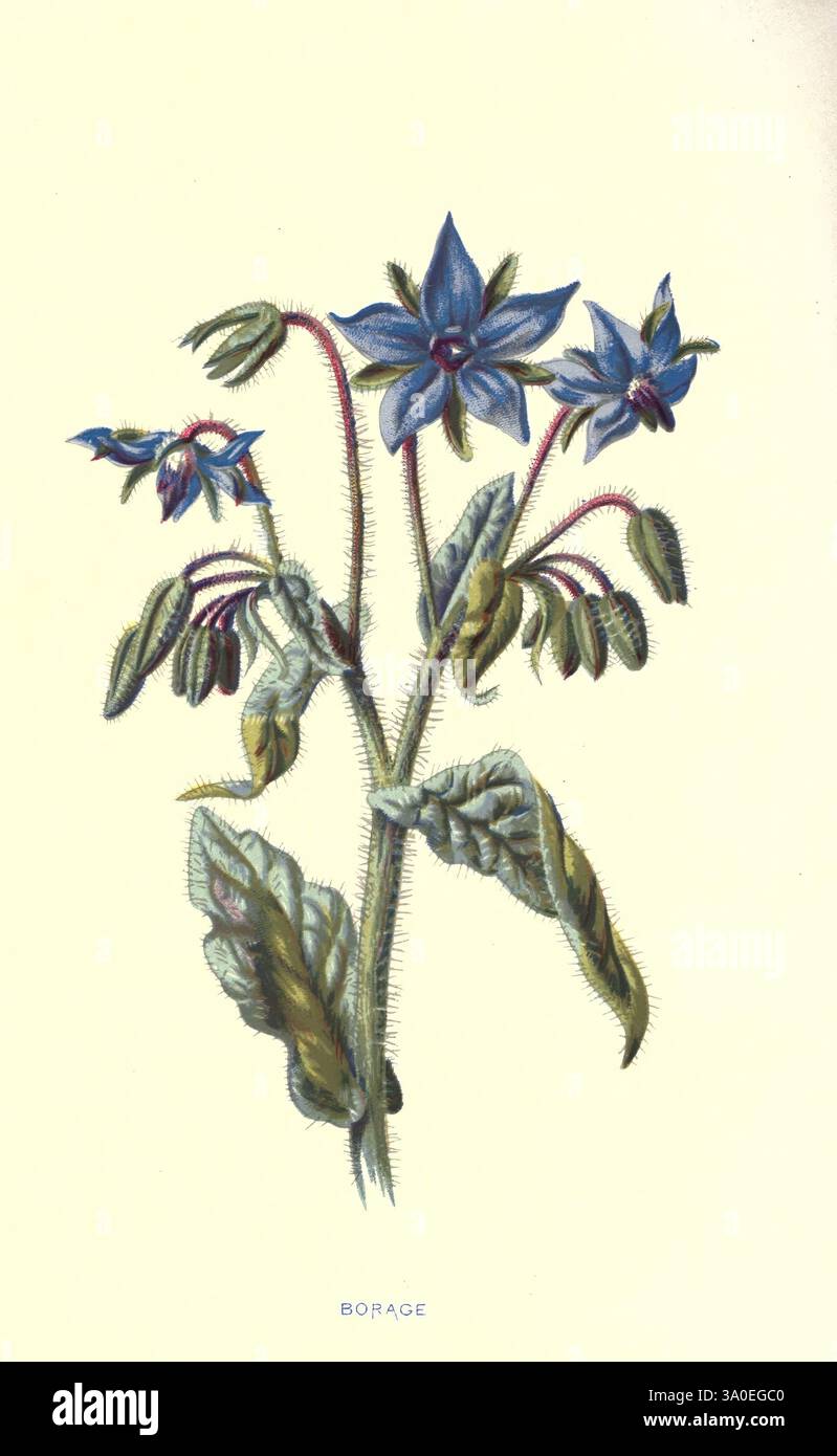 Striking example of floral depiction in art hi-res stock photography ...