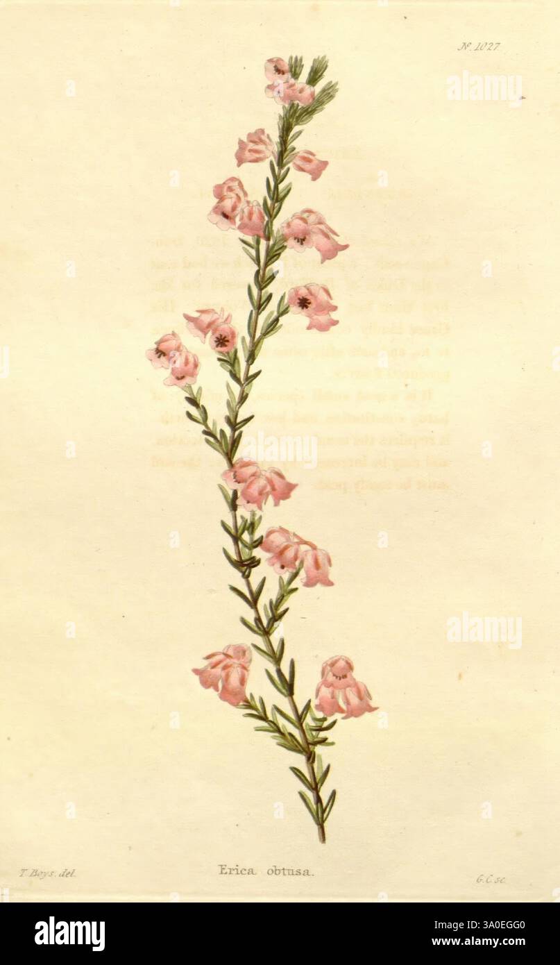 Slender stem of erica ciliaris hi-res stock photography and images - Alamy