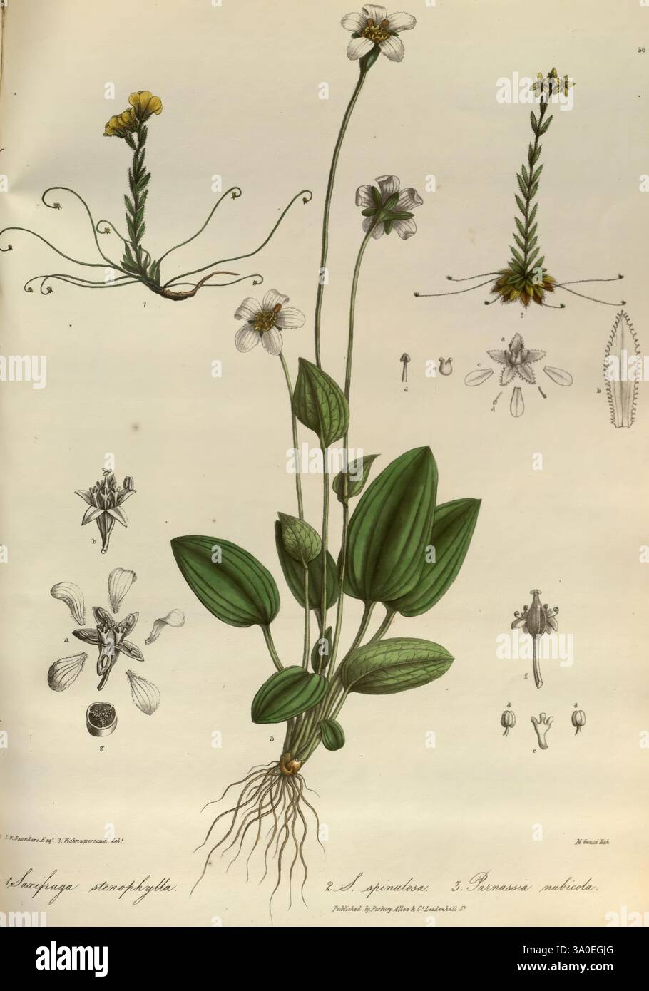 Illustrations of the Botany and other branches of the Natural History ...