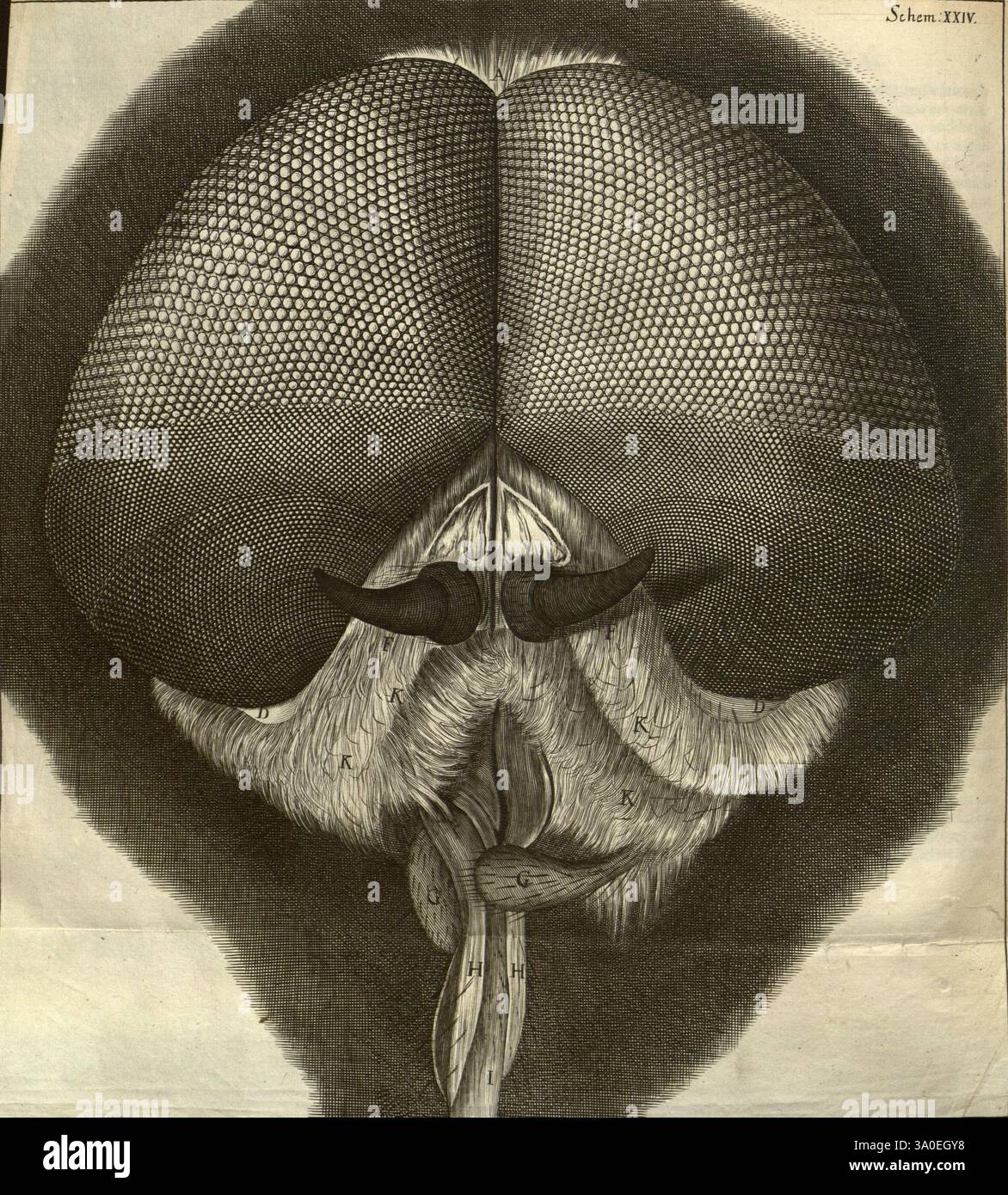 Prominent mouthparts hi-res stock photography and images - Alamy