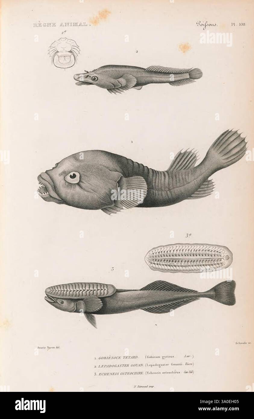 Detailed anatomical study of various fish species hi-res stock ...