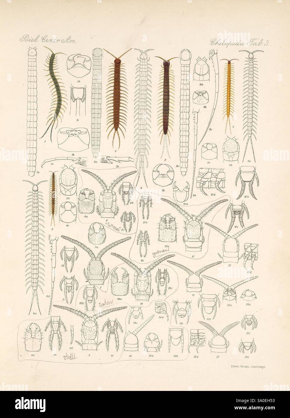 Crustaceans Multiple Image Biologia Centrali-Americana London, 1879-1915, archaeology, botany ...