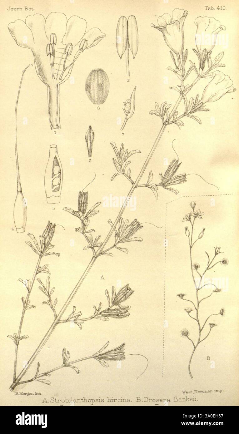 Journal of Botany, British and Foreign London Robert Hardwicke 1863 ...