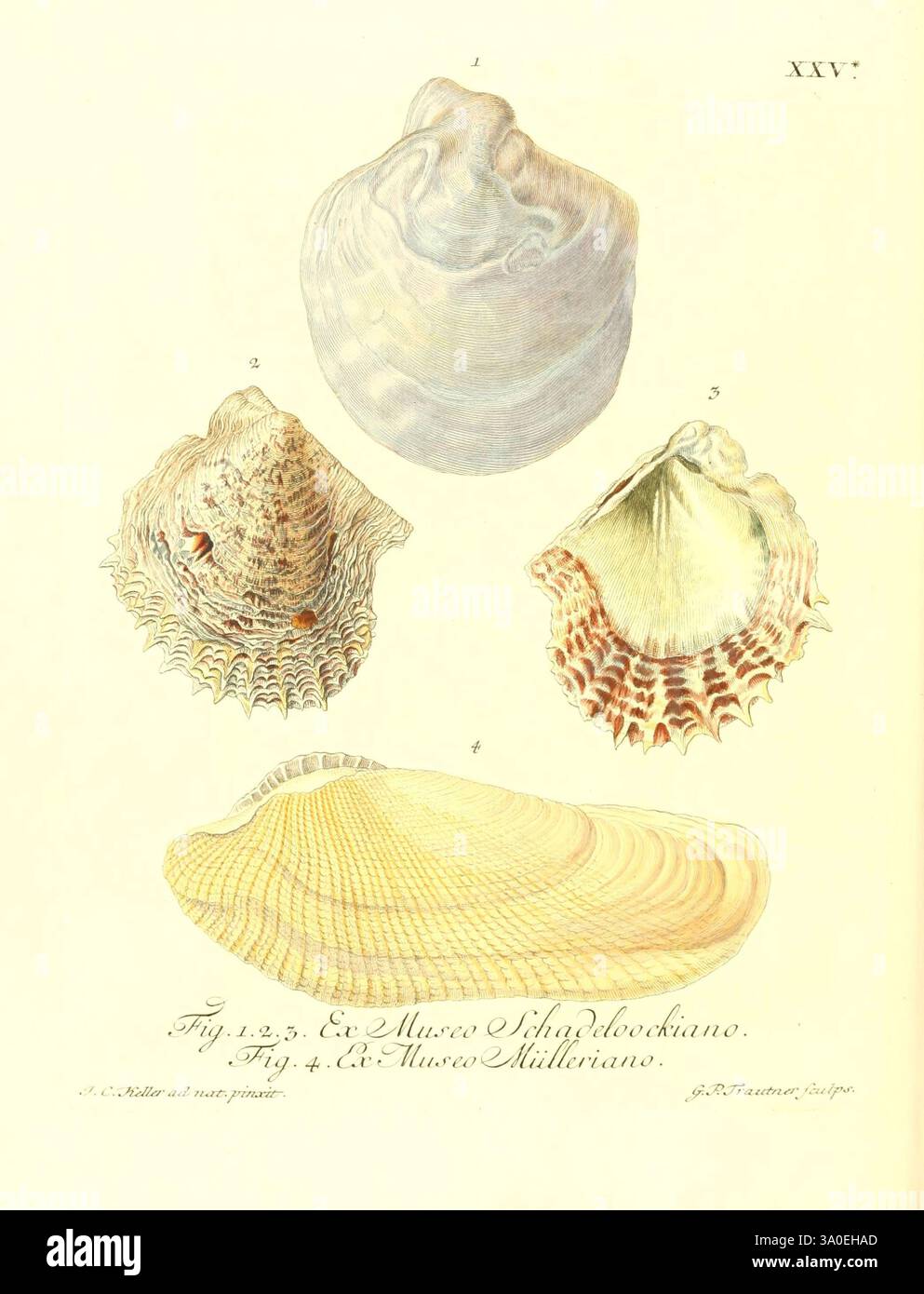 Elegantly smooth surface hi-res stock photography and images - Alamy