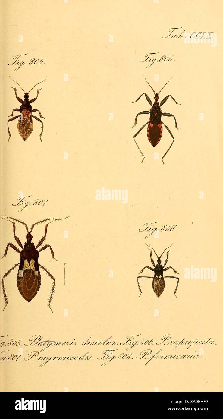 Die wanzenartigen Insecten, Nürnberg, In der C.H. Zeh'schen ...