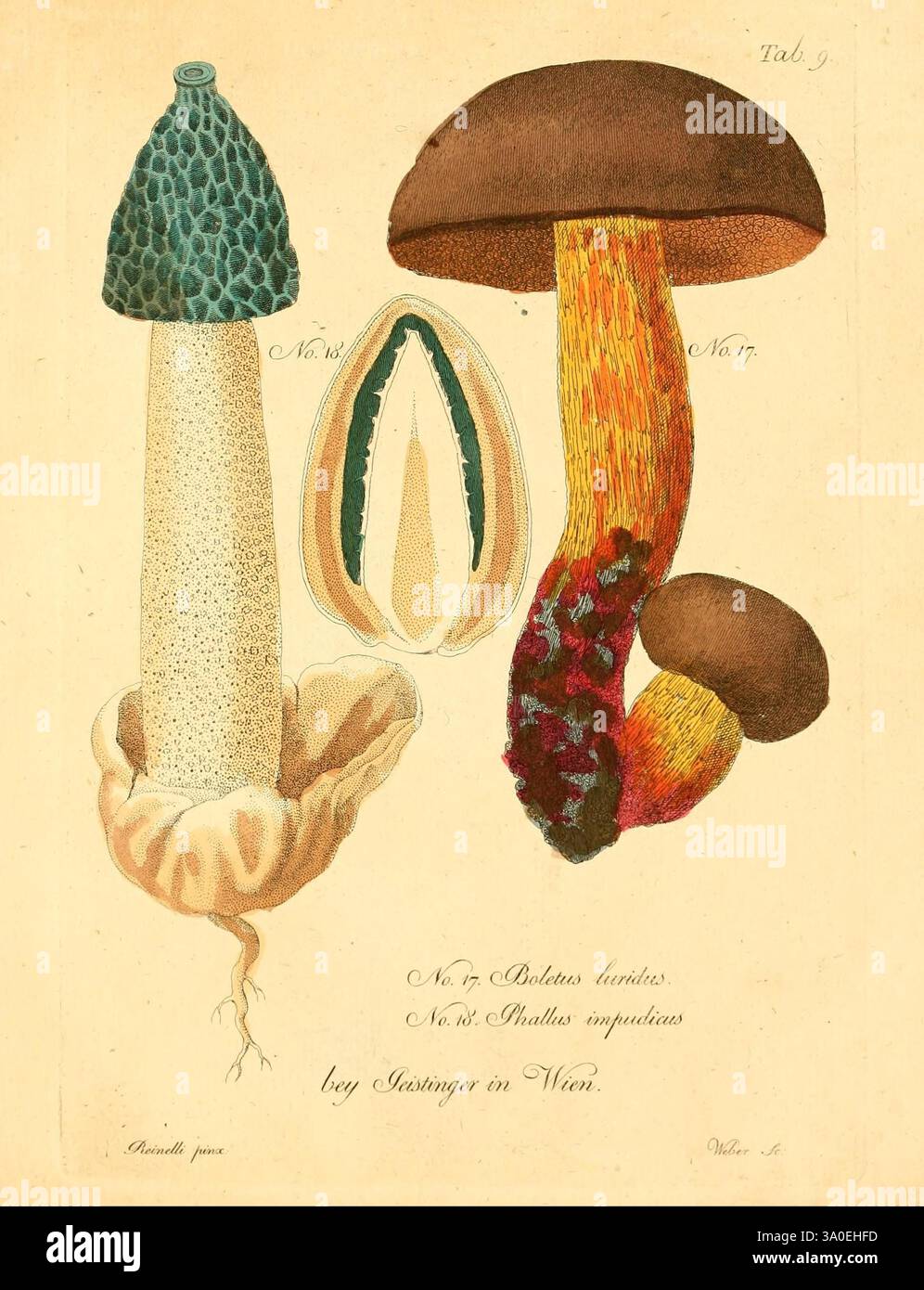 Fungi, Austriaci, Delectu, Singulari, Iconibus, XL, Observationibusque ...