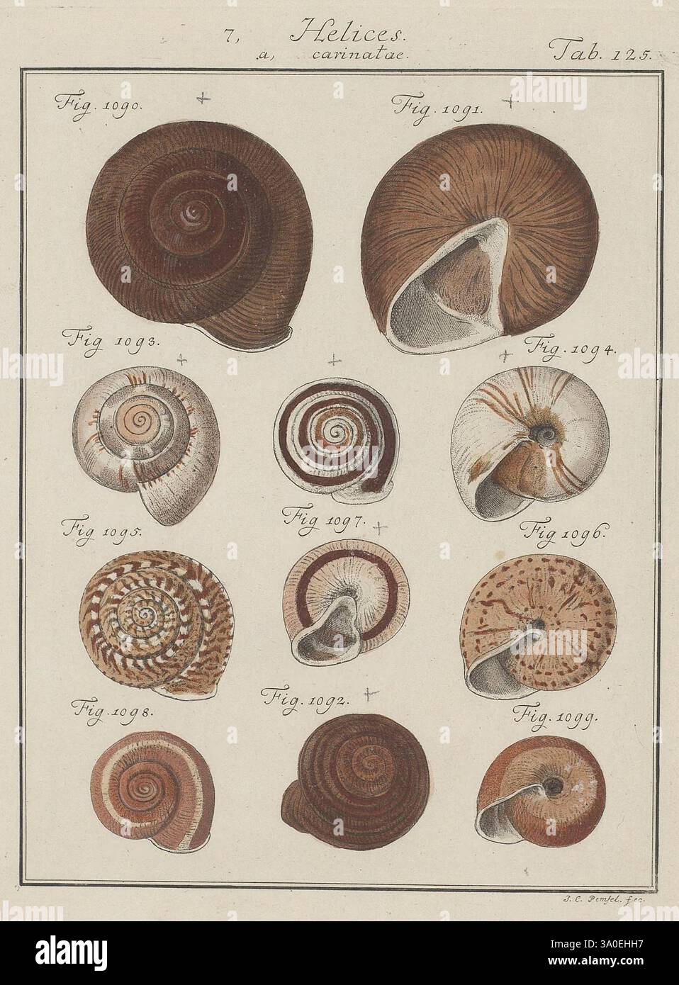 Helicoid Shell Showcasing different species of snails hi-res stock photography and ...