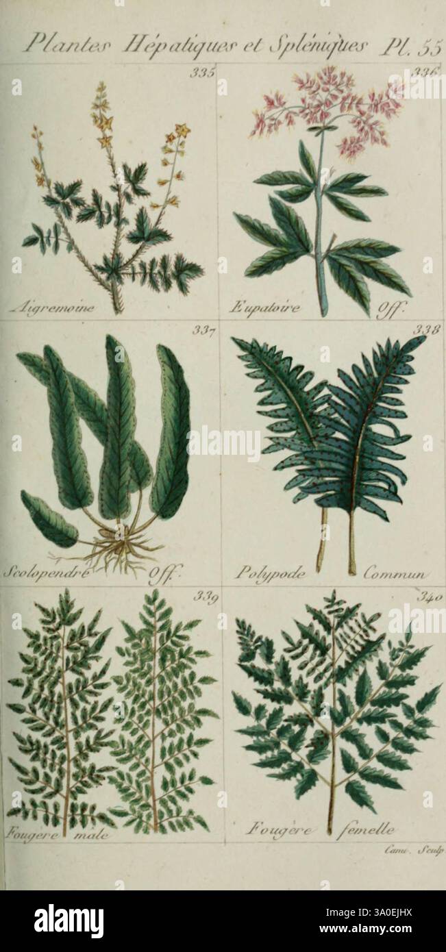 Two additional fern specimens hi-res stock photography and images - Alamy