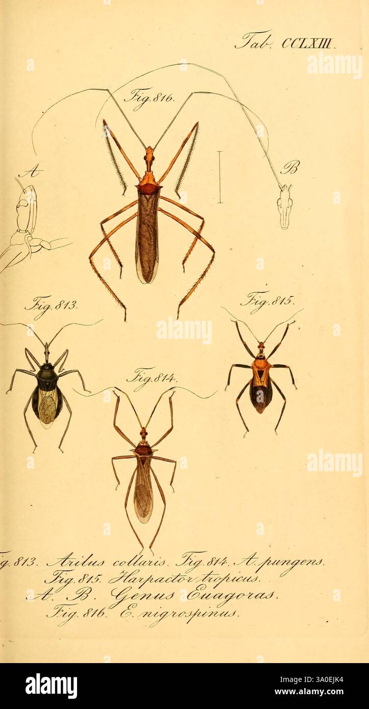 The Insect Sect Die, wanzenartigen, Insecten, Nürnberg, In, der, C.H, Zeh'schen ...