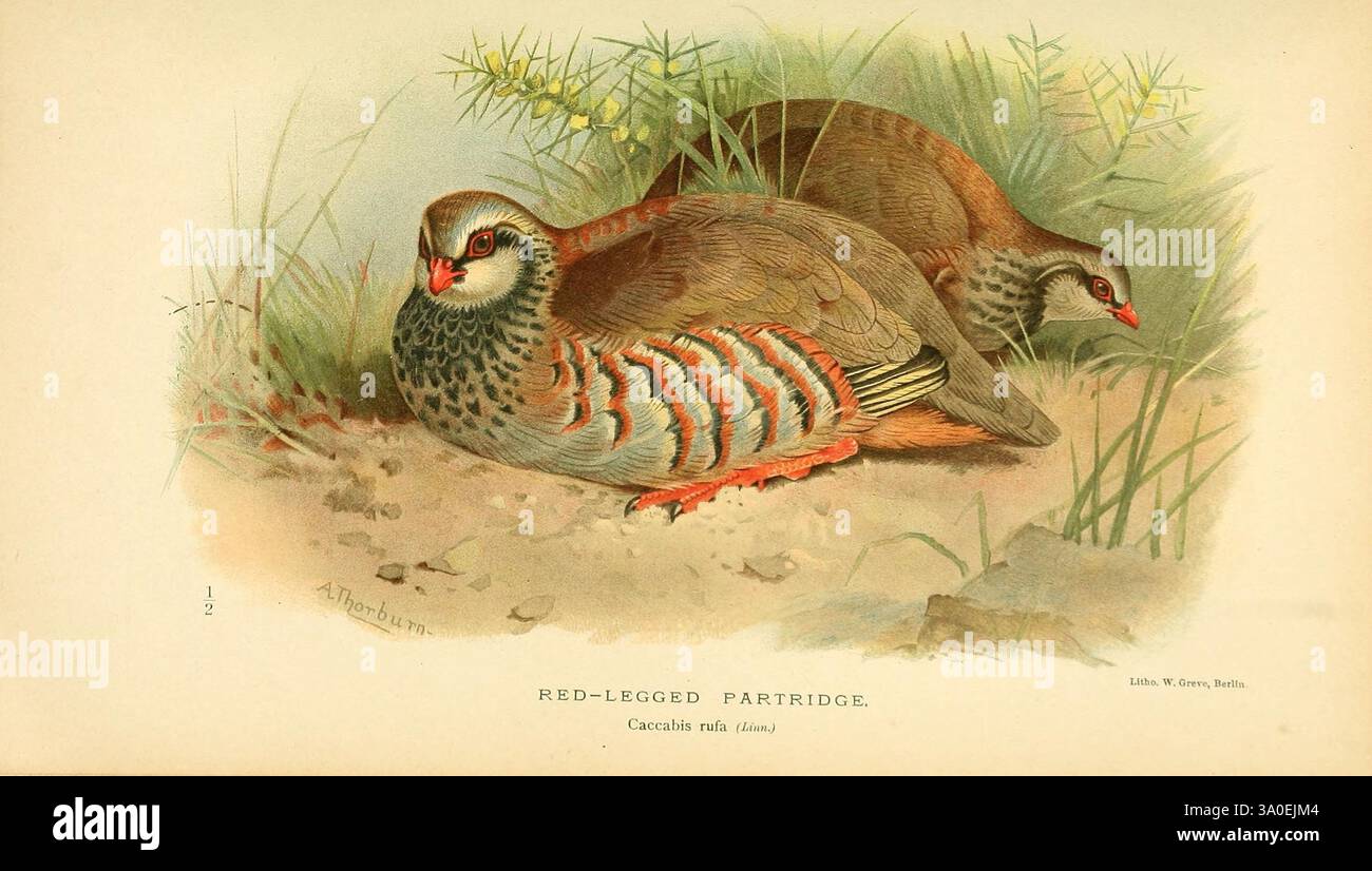 Illustration showcases two red legged partridges hi-res stock ...