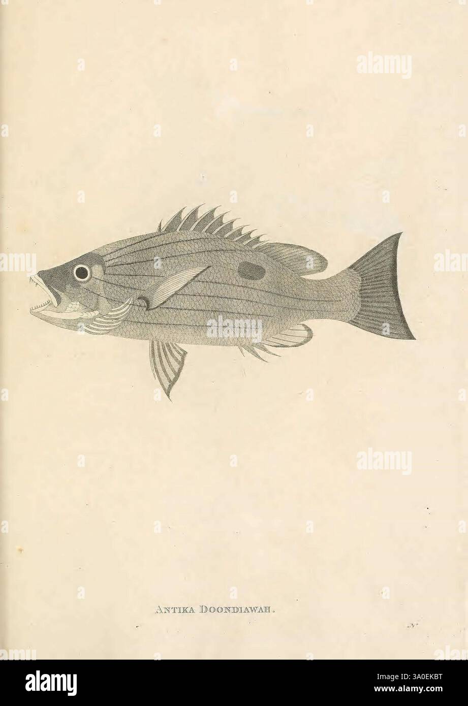 Fish Streamed Line Streamlined shape complements hi-res stock photography and images - Alamy