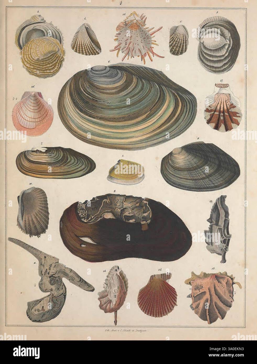 Meticulous arrangement of various shell forms hi-res stock photography ...