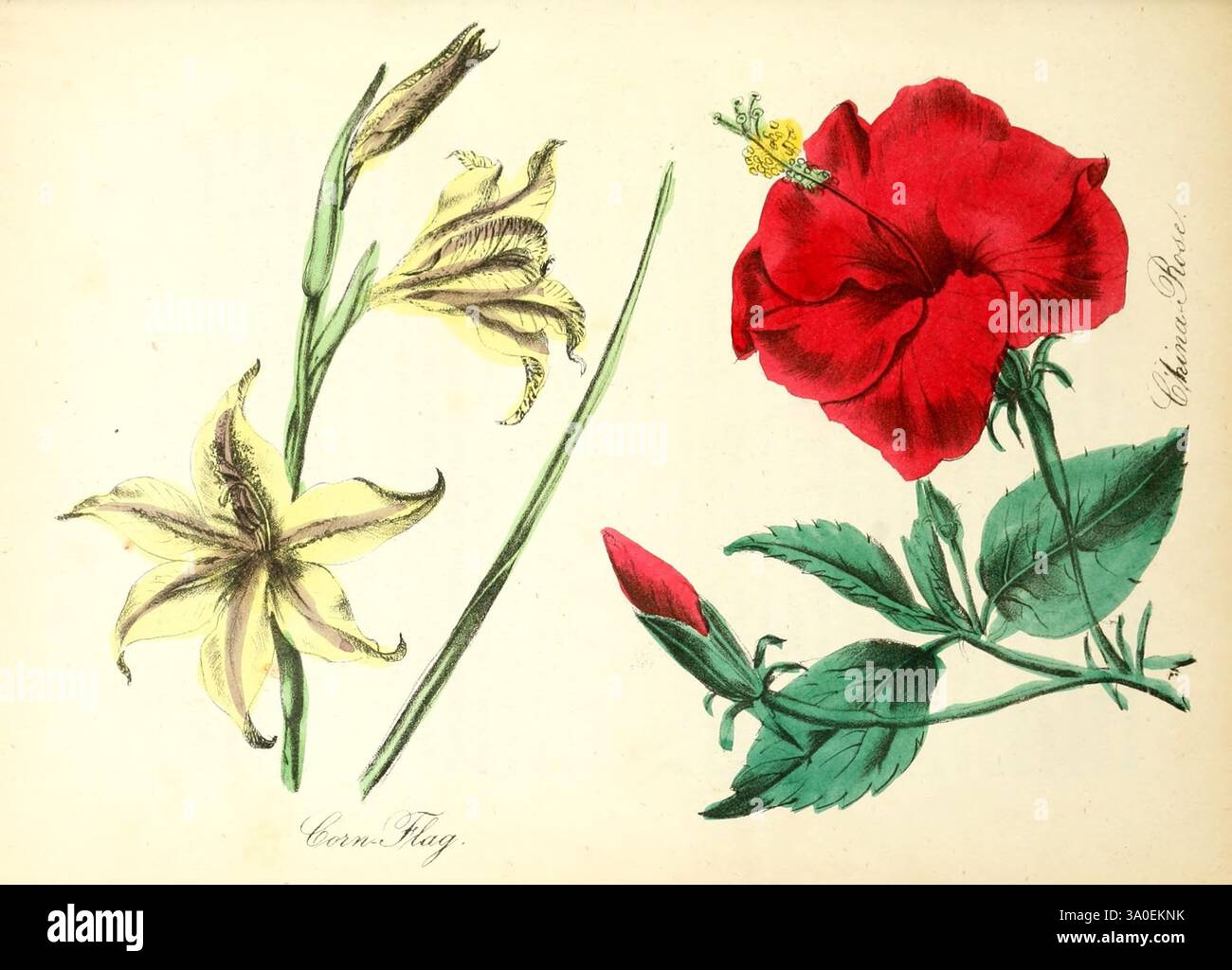 Two distinct floral varieties hi-res stock photography and images - Alamy