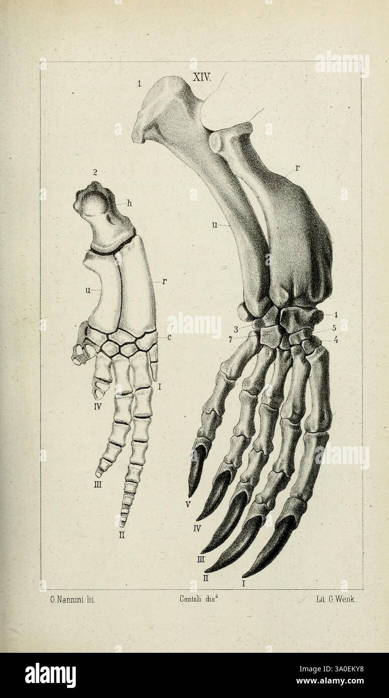 Various forelimb structures hi-res stock photography and images - Alamy