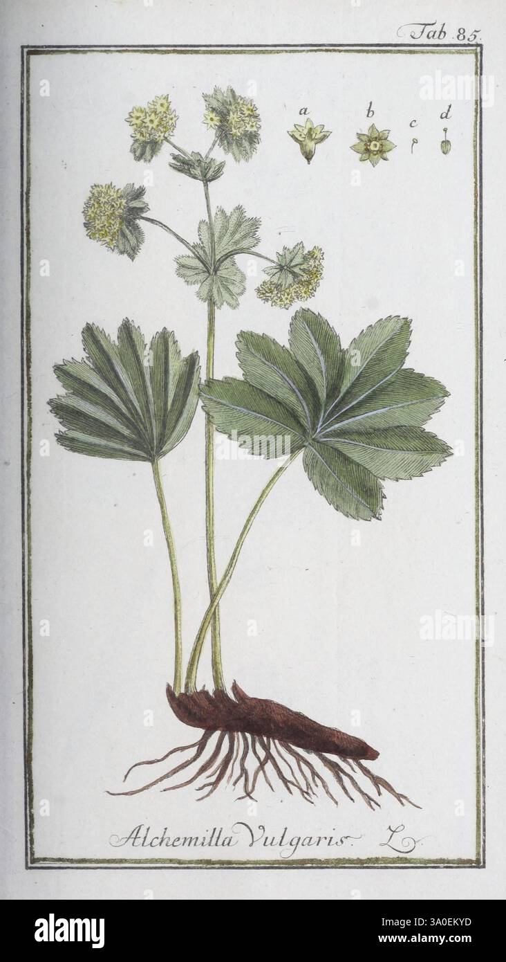 Icones plantarum medicinalium Nürnberg, auf Kosten der Raspischen ...