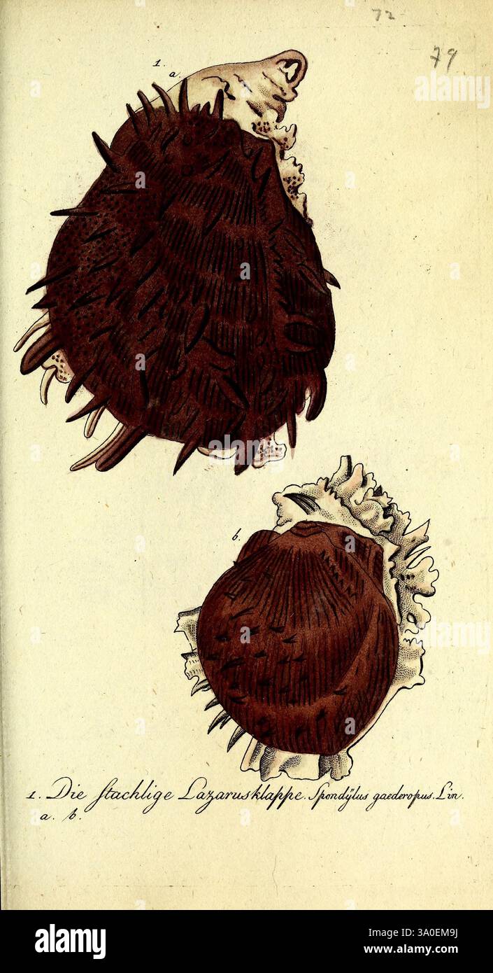Ridges in clam shell hi-res stock photography and images - Alamy