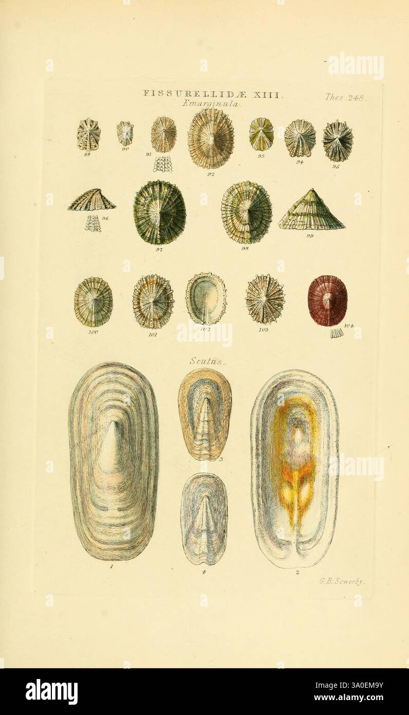 Different types of shell shapes hi-res stock photography and images - Alamy