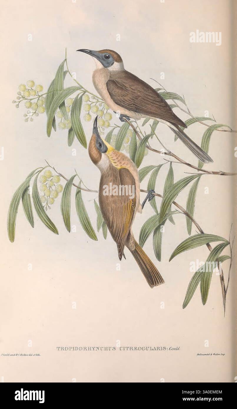 The birds of Australia London, Printed by R. and J. E. Taylor pub. by ...