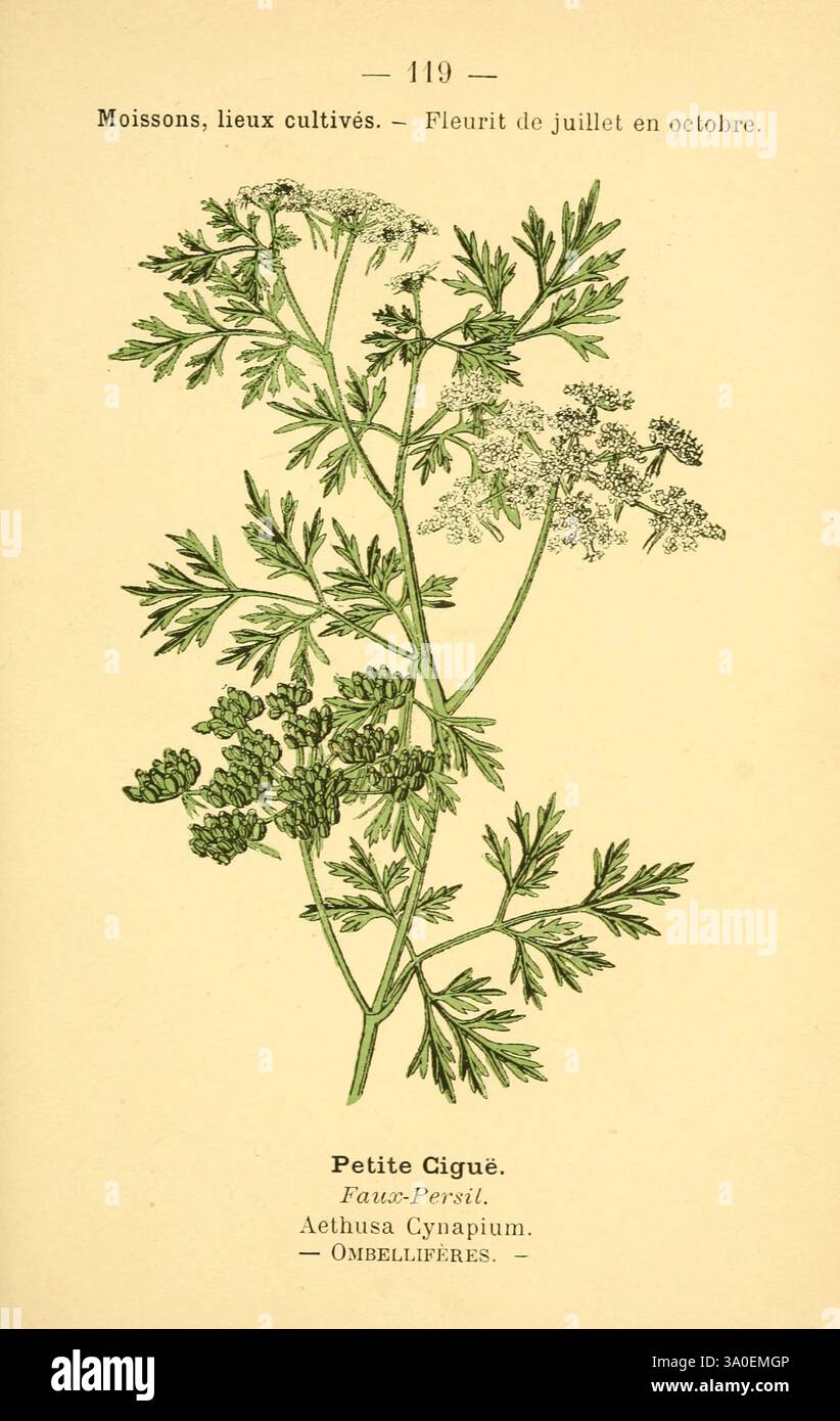 Atlas de poche des plantes des champs, des prairies et des bois Paris P. Klincksieck [1894] plant woods hole parsley botany flowering plant Apiaceae Apiales Eudicots Asterids Poison Parsley Fools Parsley Aethusa cynapium Pictorial works Fool's Cicely Asia Plant Africa Plant Aethusa cynapium Europe Plant, A delicate botanical illustration showcasing the plant Aethusa cynapium, commonly known as poison hemlock. The image features the plant's fern-like leaves and clusters of small white flowers, characteristic of the Umbelliferae family. The detailed rendering emphasizes the leaf shape and flower Stock Photo
