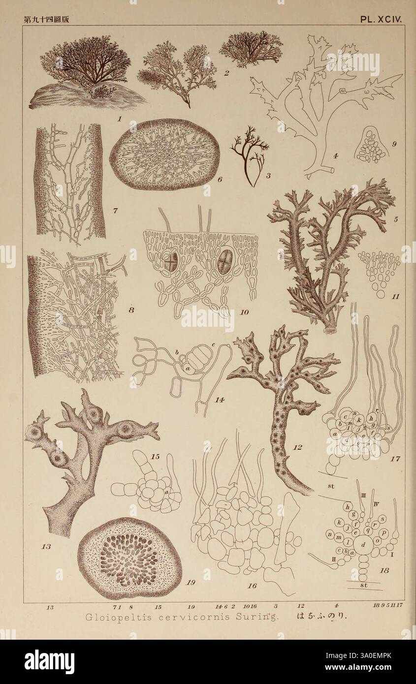 Icones of Japanese algae, v.2, Tokyo, Kazamashobo 1907-1942, algae ...